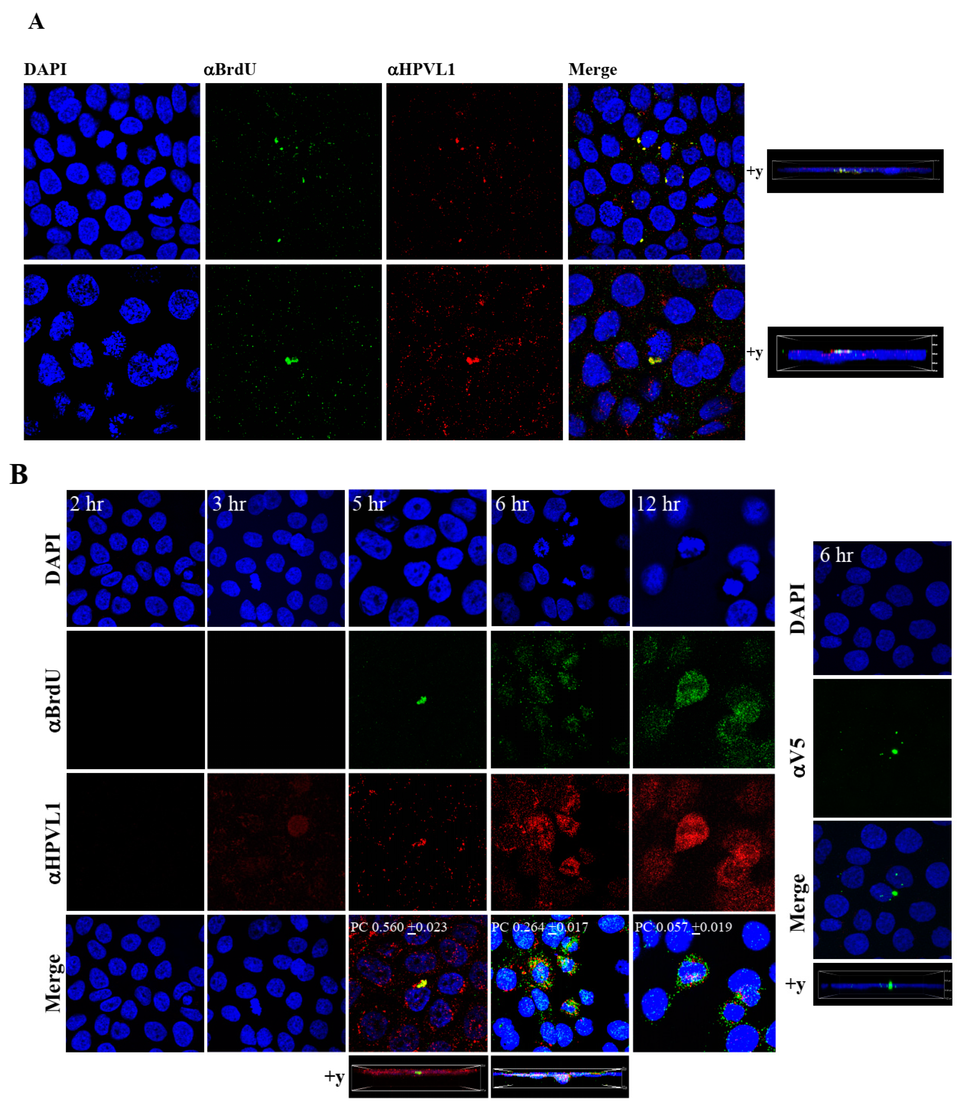 Cancers 12 02664 g009 Cancers 12 02664 g009