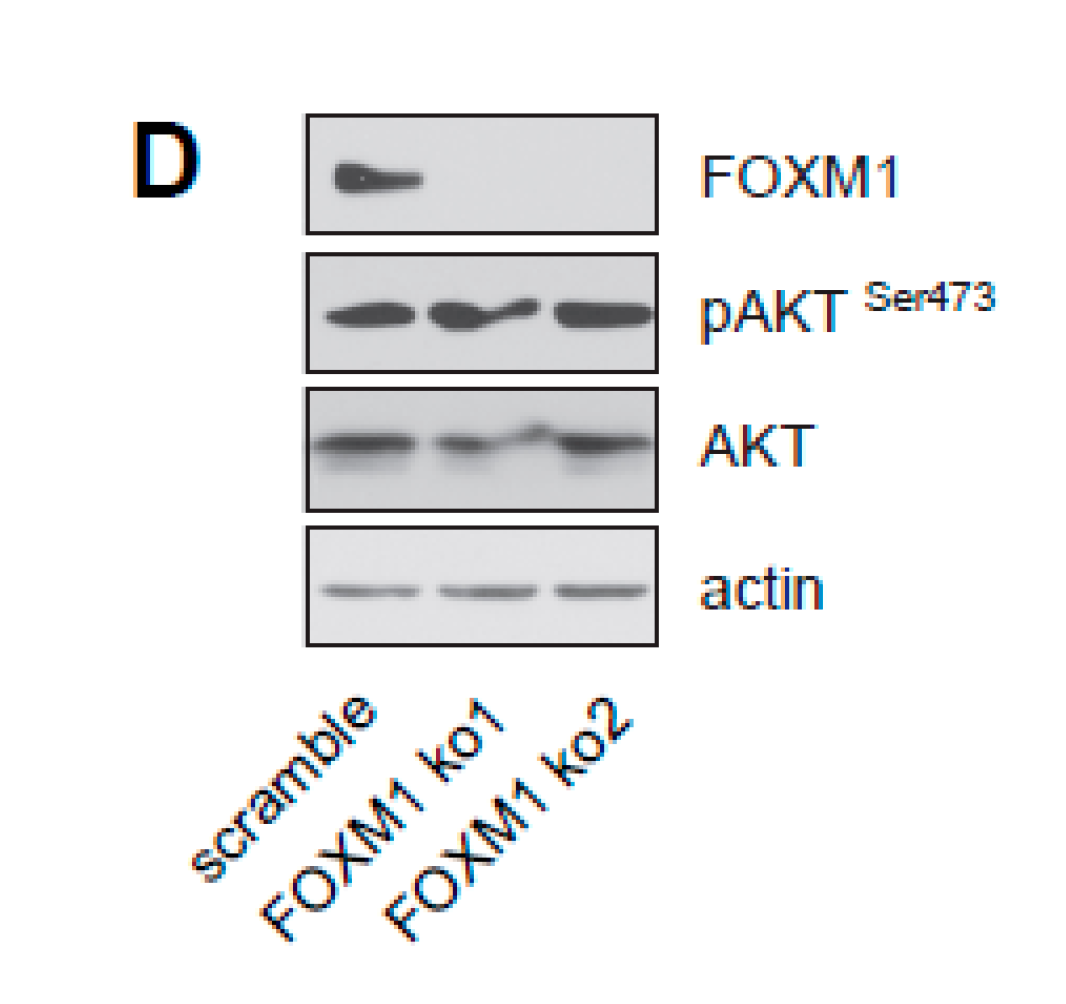 Cancers 12 02689 g008b