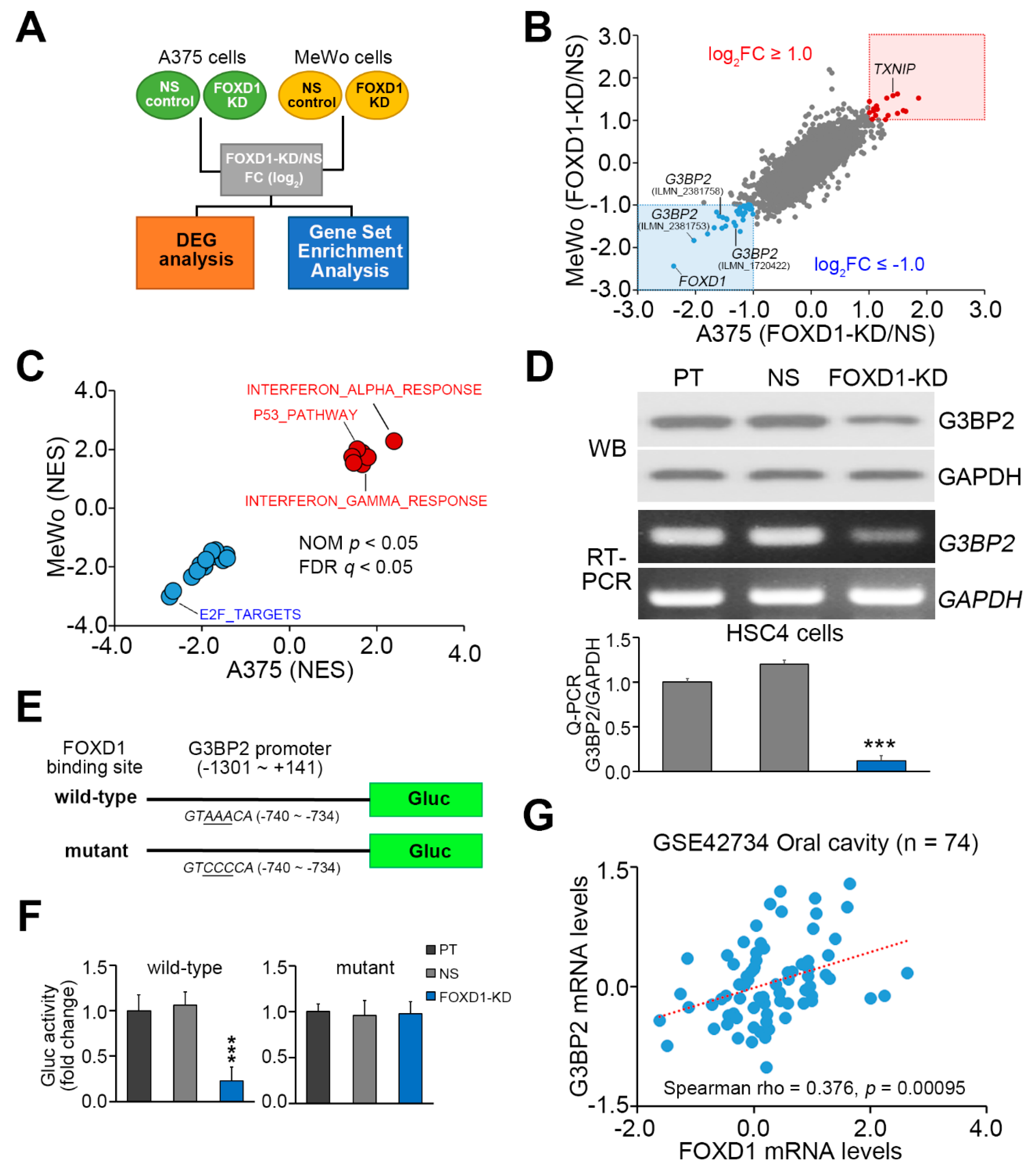 Cancers Free Full Text Foxd1 Repression Potentiates Radiation Effectiveness By Downregulating G3bp2 Expression And Promoting The Activation Of Txnip Related Pathways In Oral Cancer Html