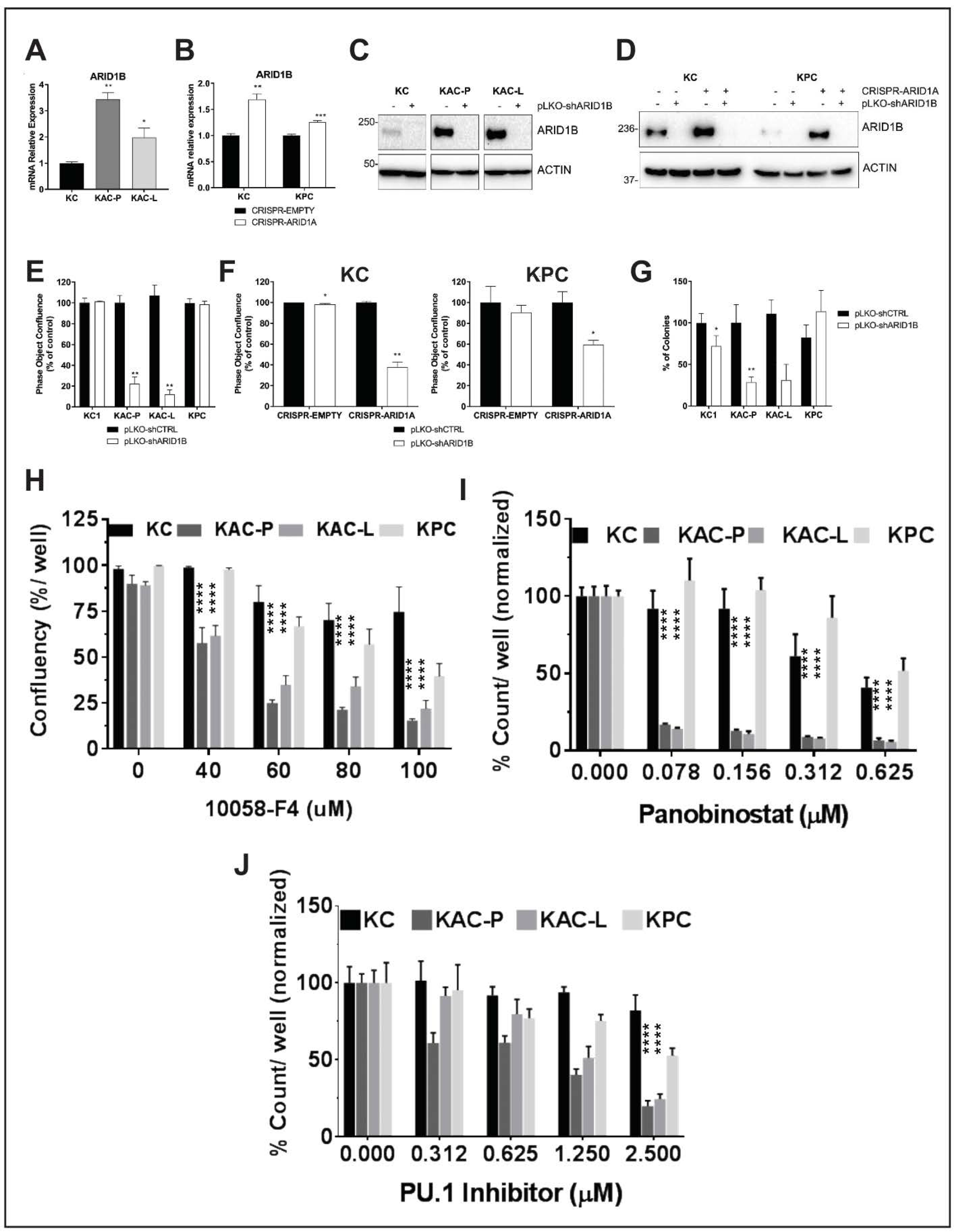 Cancers Free Full Text Paradoxical Role Of At Rich Interactive Domain 1a In Restraining Pancreatic Carcinogenesis Html