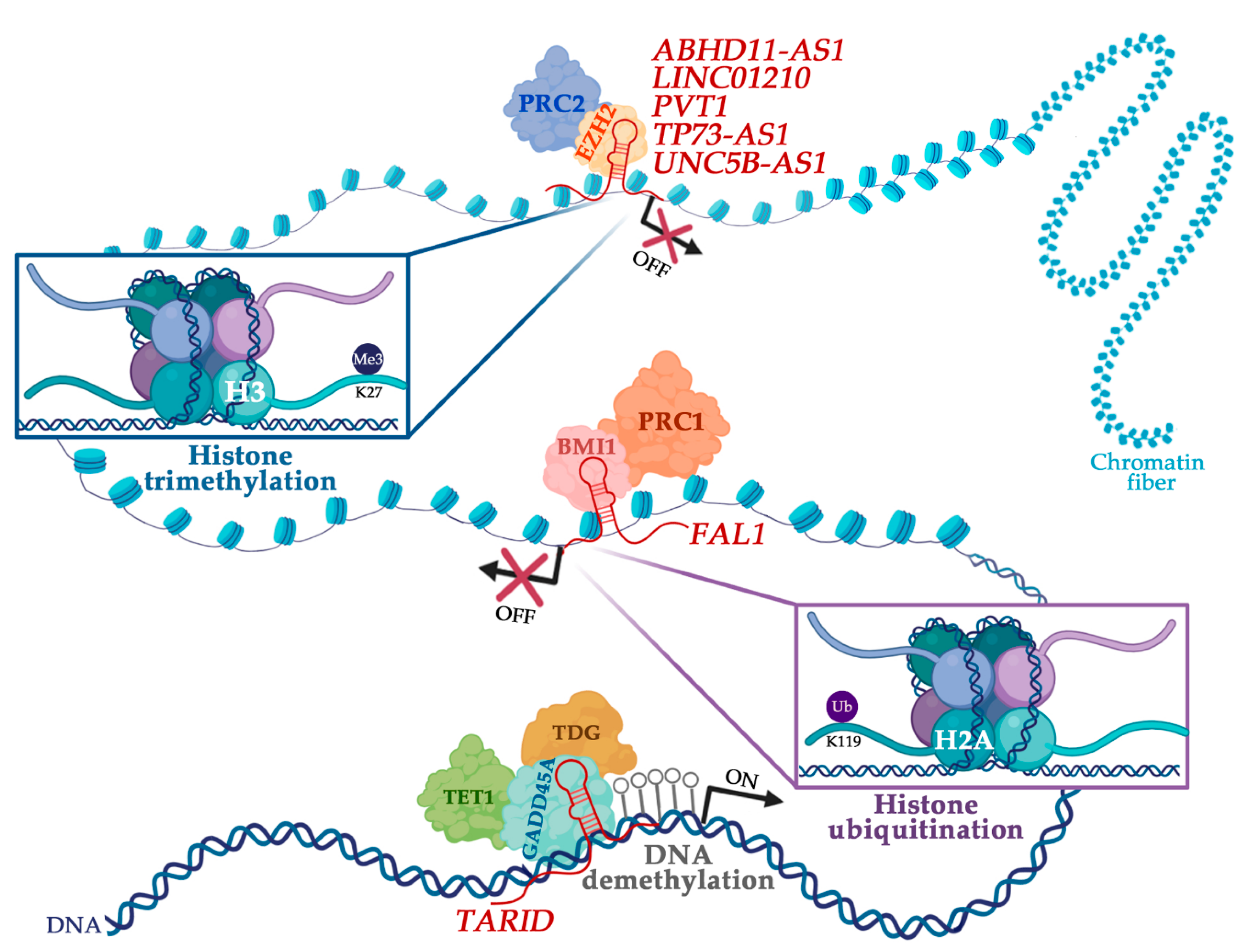 Cancers Free Full Text The Interplay Between Long Noncoding Rnas And Proteins Of The Epigenetic Machinery In Ovarian Cancer Html