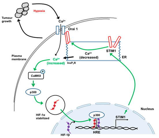 Cancers | Free Full-Text | Targeting Ca2+ Signaling in the 