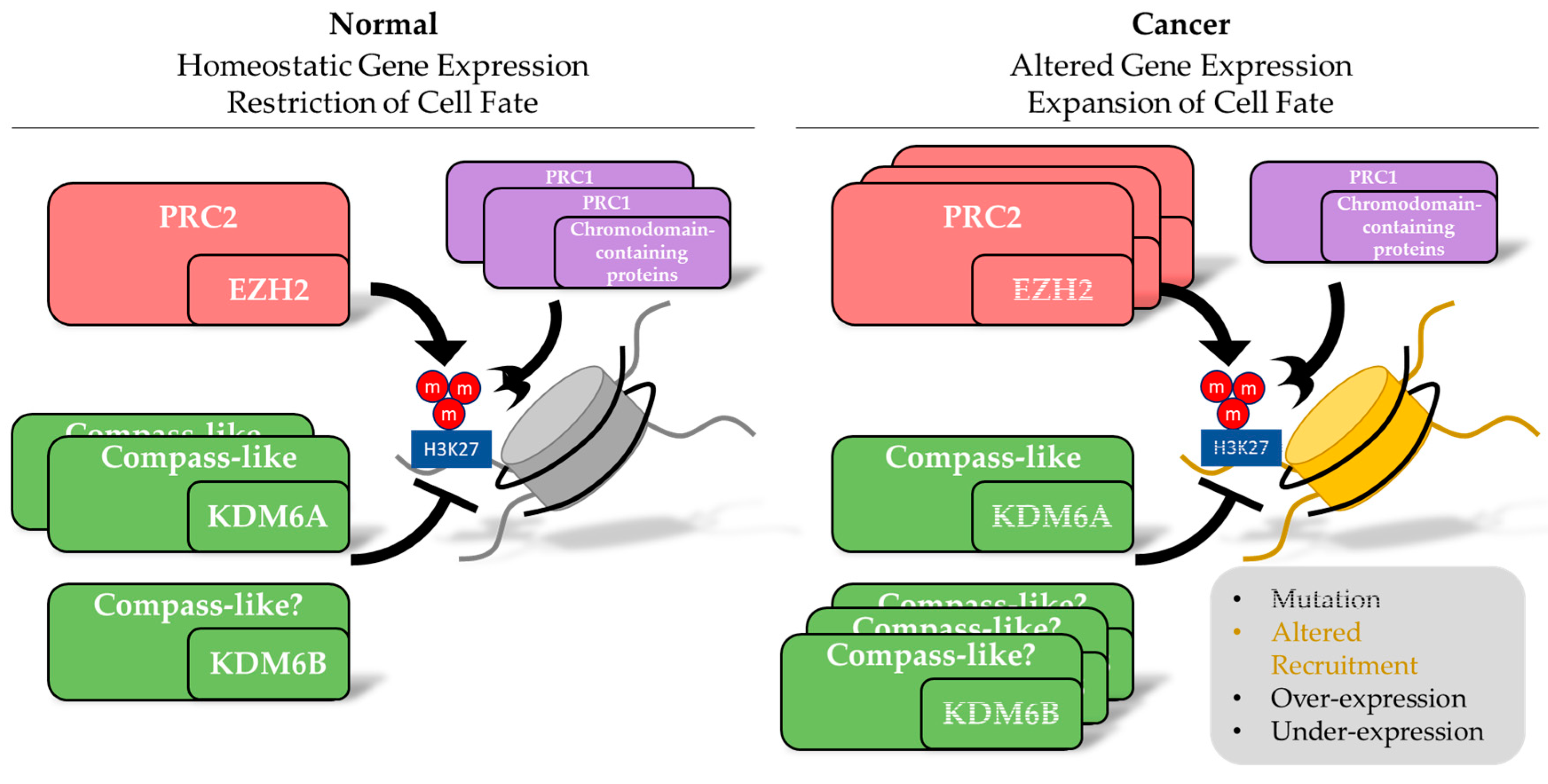 Cancers | Free Full-Text | Regulating Methylation at H3K27: A 