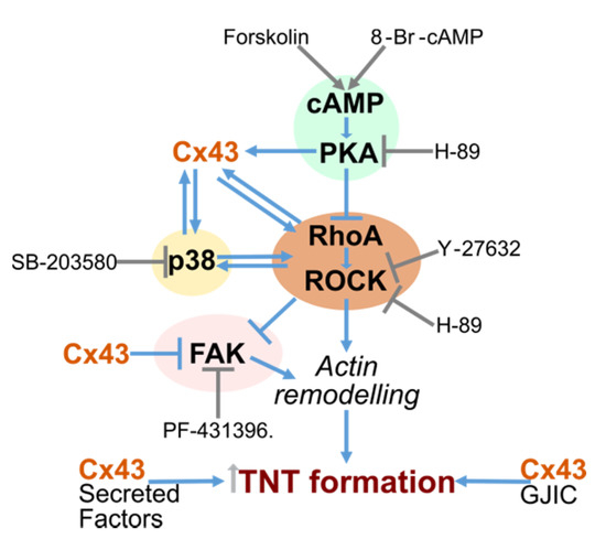 Cancers Free Full Text Cx43 And Associated Cell Signaling Pathways Regulate Tunneling Nanotubes In Breast Cancer Cells Html
