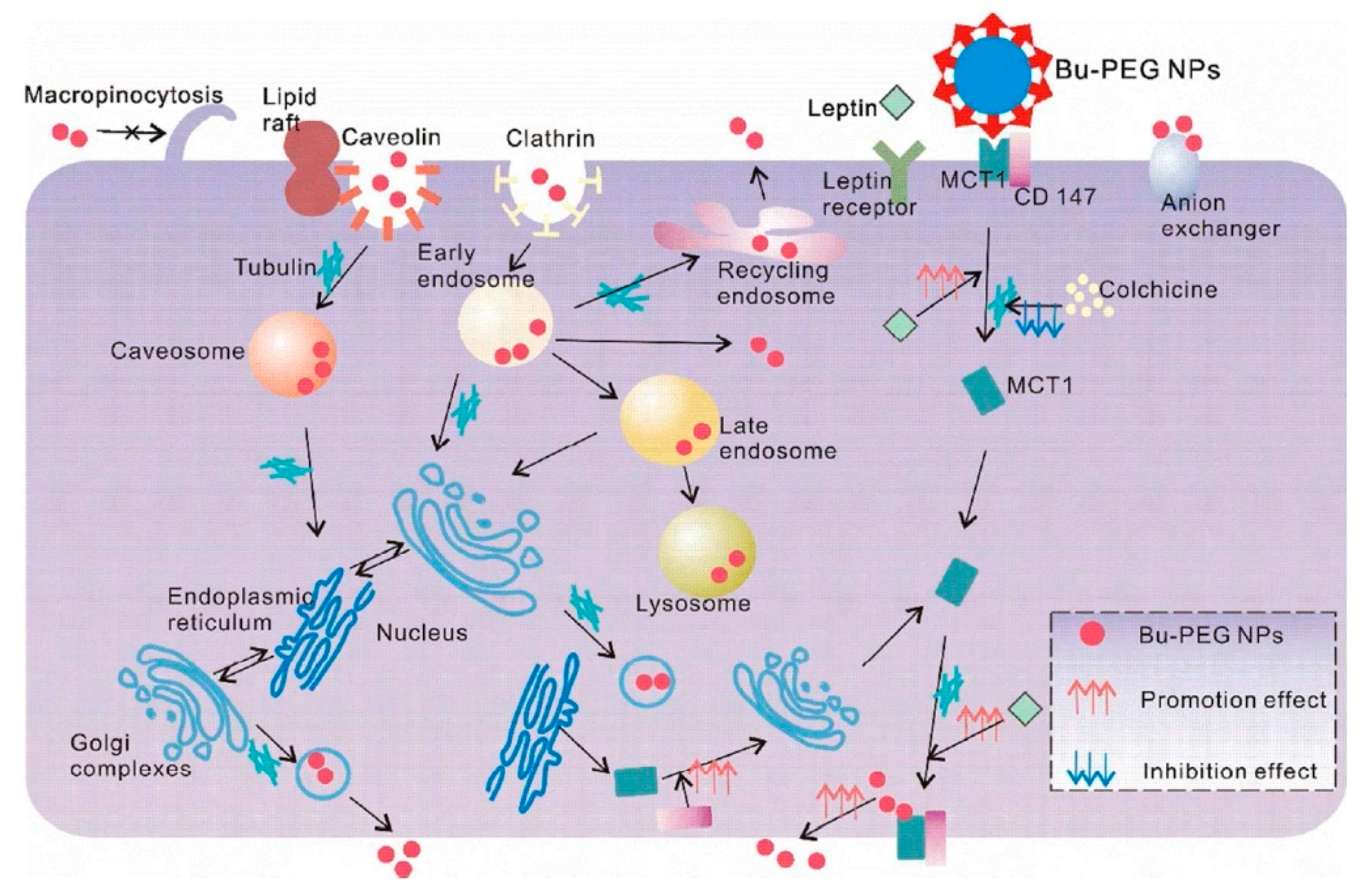 Cancers 12 02837 g005