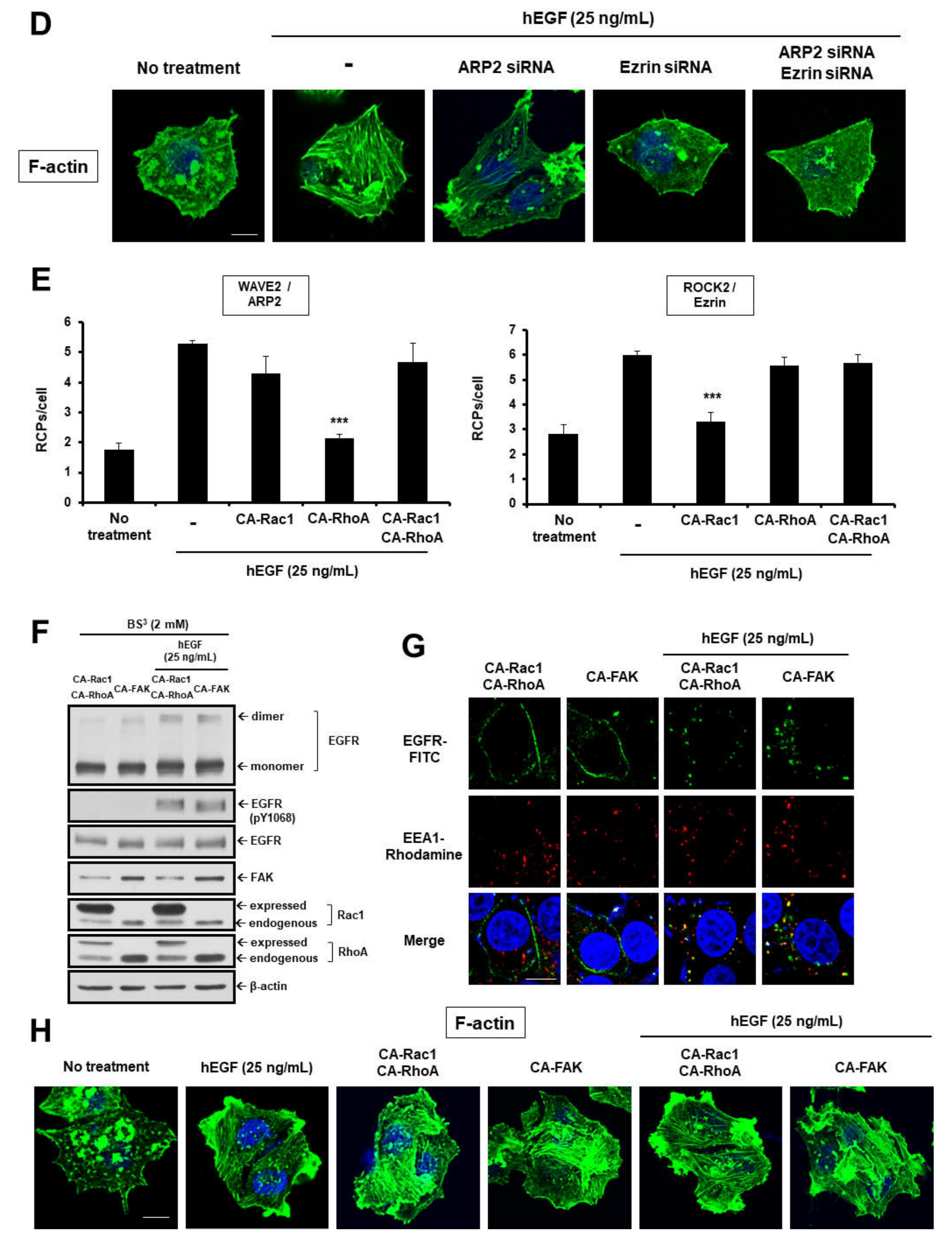 Cancers 12 02895 g003b