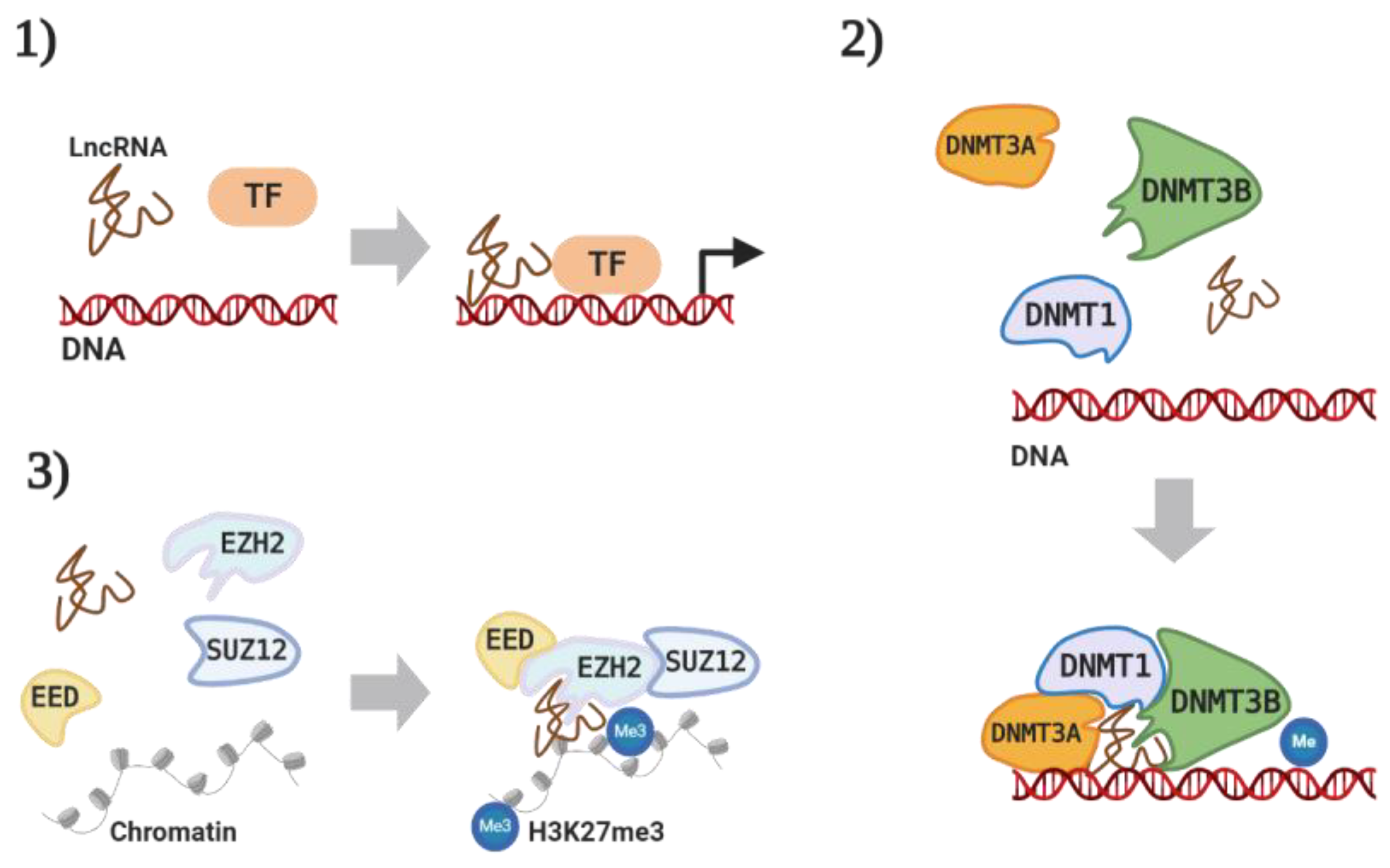 Cancers | Free Full-Text | Epigenetic Mechanisms of LncRNAs 