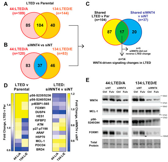 Cancers Free Full Text Estrogen Regulation Of Mtor Signaling And Mitochondrial Function In Invasive Lobular Carcinoma Cell Lines Requires Wnt4 Html