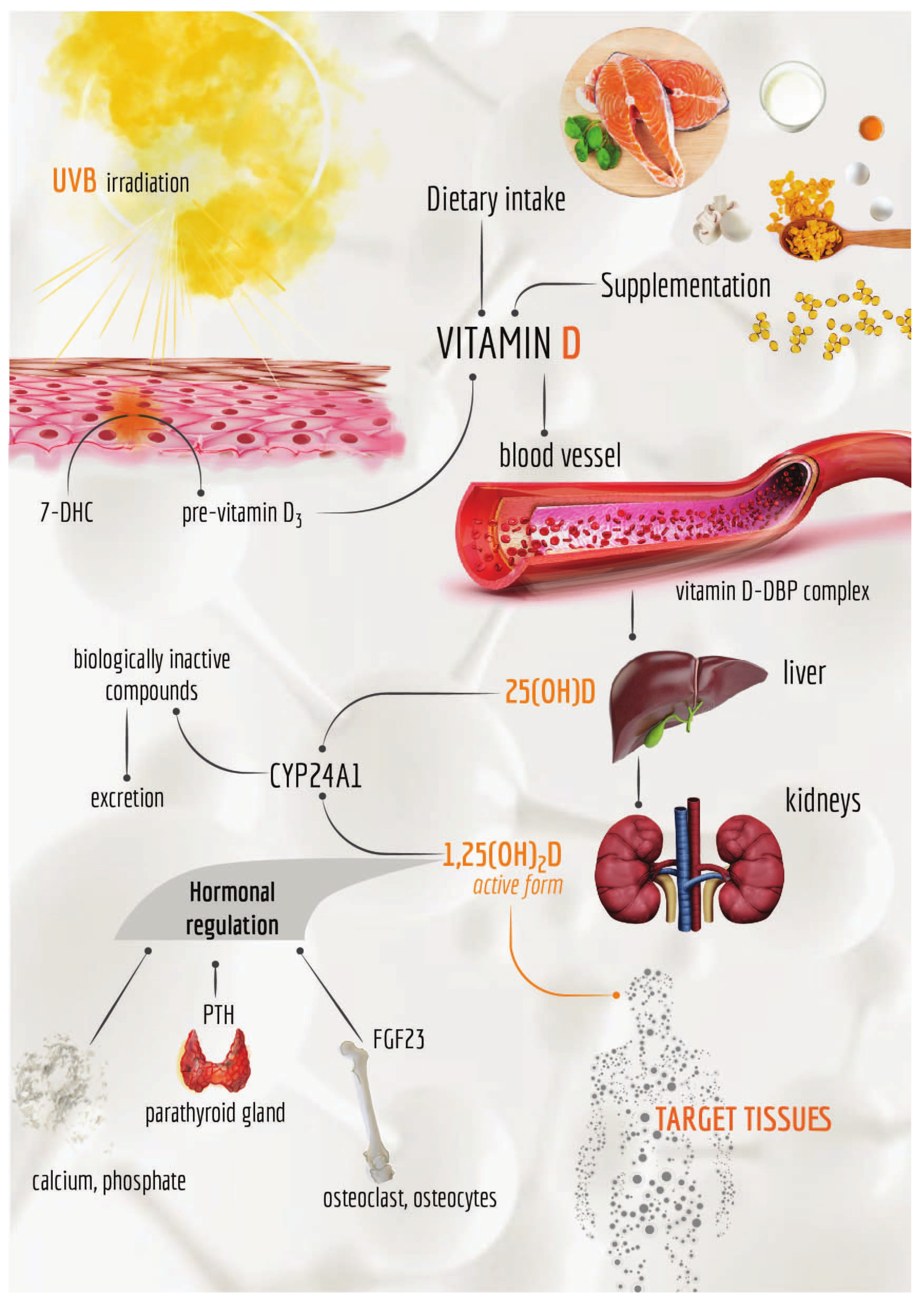 Cancers Free Full Text Understanding The Biological Activities Of Vitamin D In Type 1 Neurofibromatosis New Insights Into Disease Pathogenesis And Therapeutic Design Html