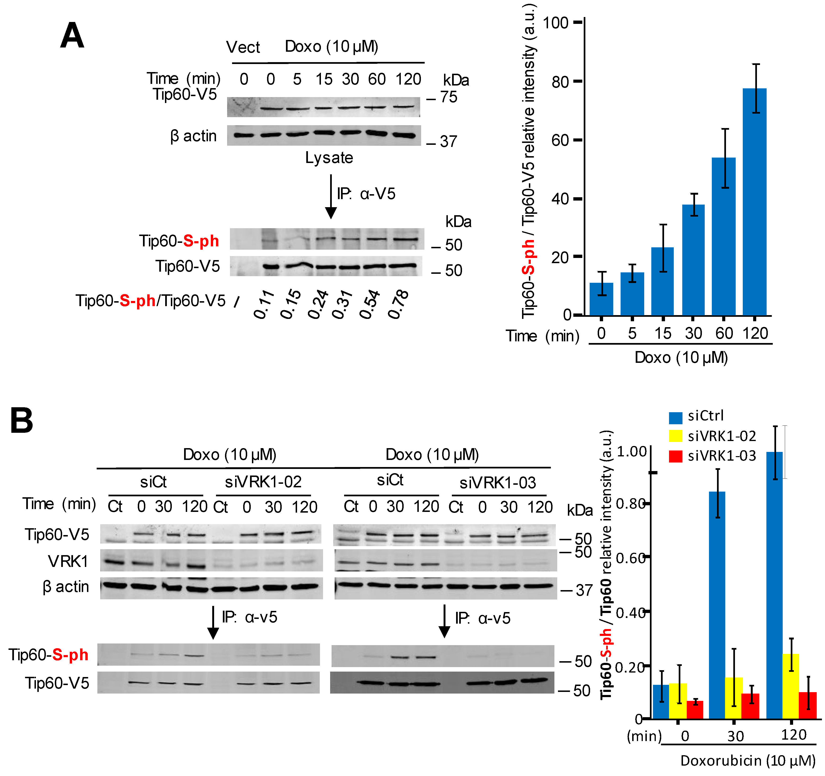 Cancers 12 02986 g006 Cancers 12 02986 g006