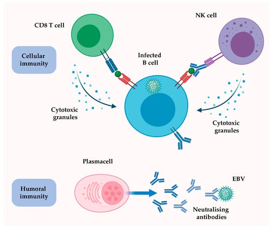 Cancers | Free Full-Text | Epstein–Barr Virus Promotes B Cell Lymphomas ...