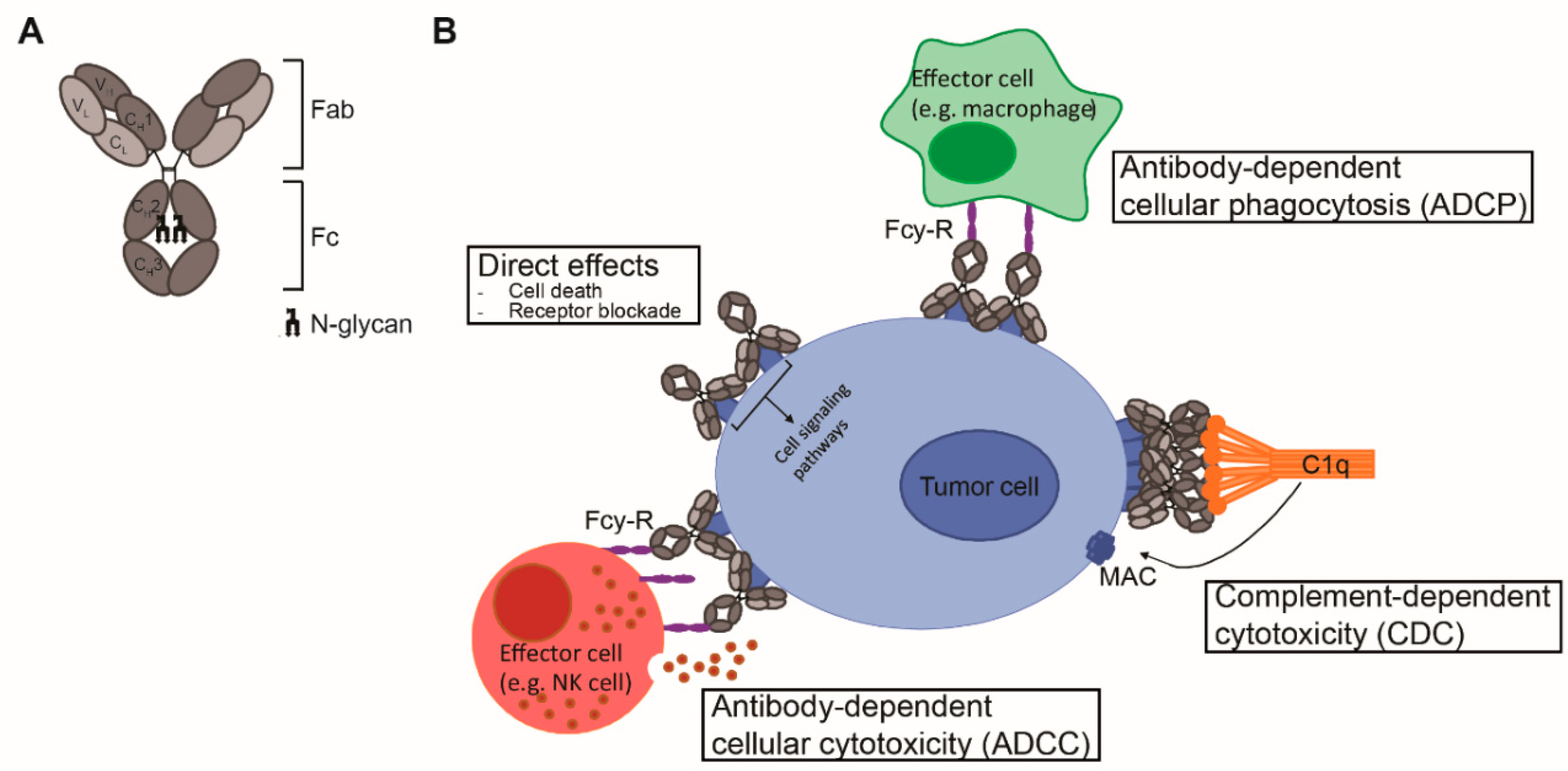 Cancers Free Full Text Fc Engineered Antibodies With Enhanced Fc Effector Function For The Treatment Of B Cell Malignancies Html