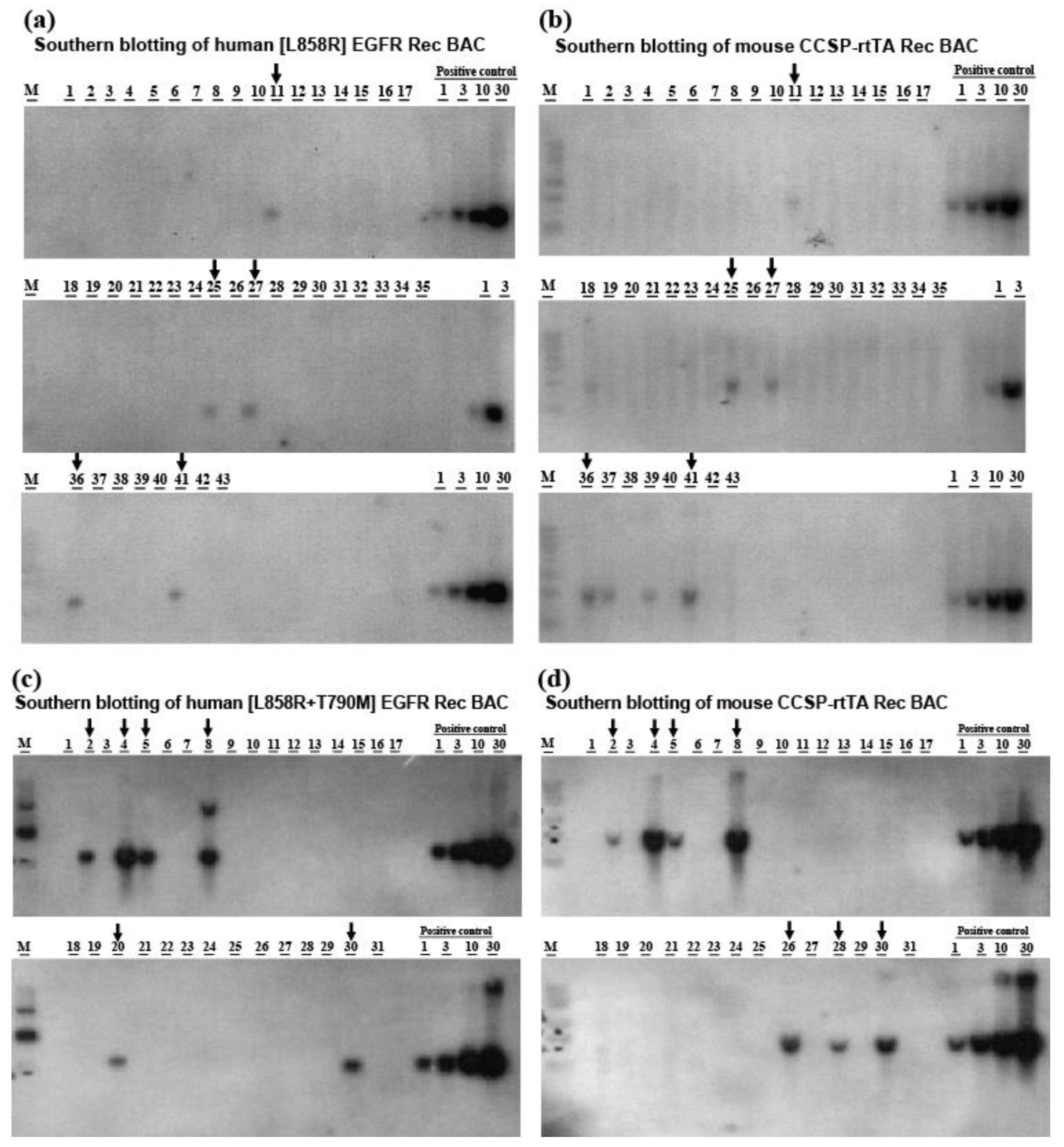 Cancers 12 03074 g001 Cancers 12 03074 g001