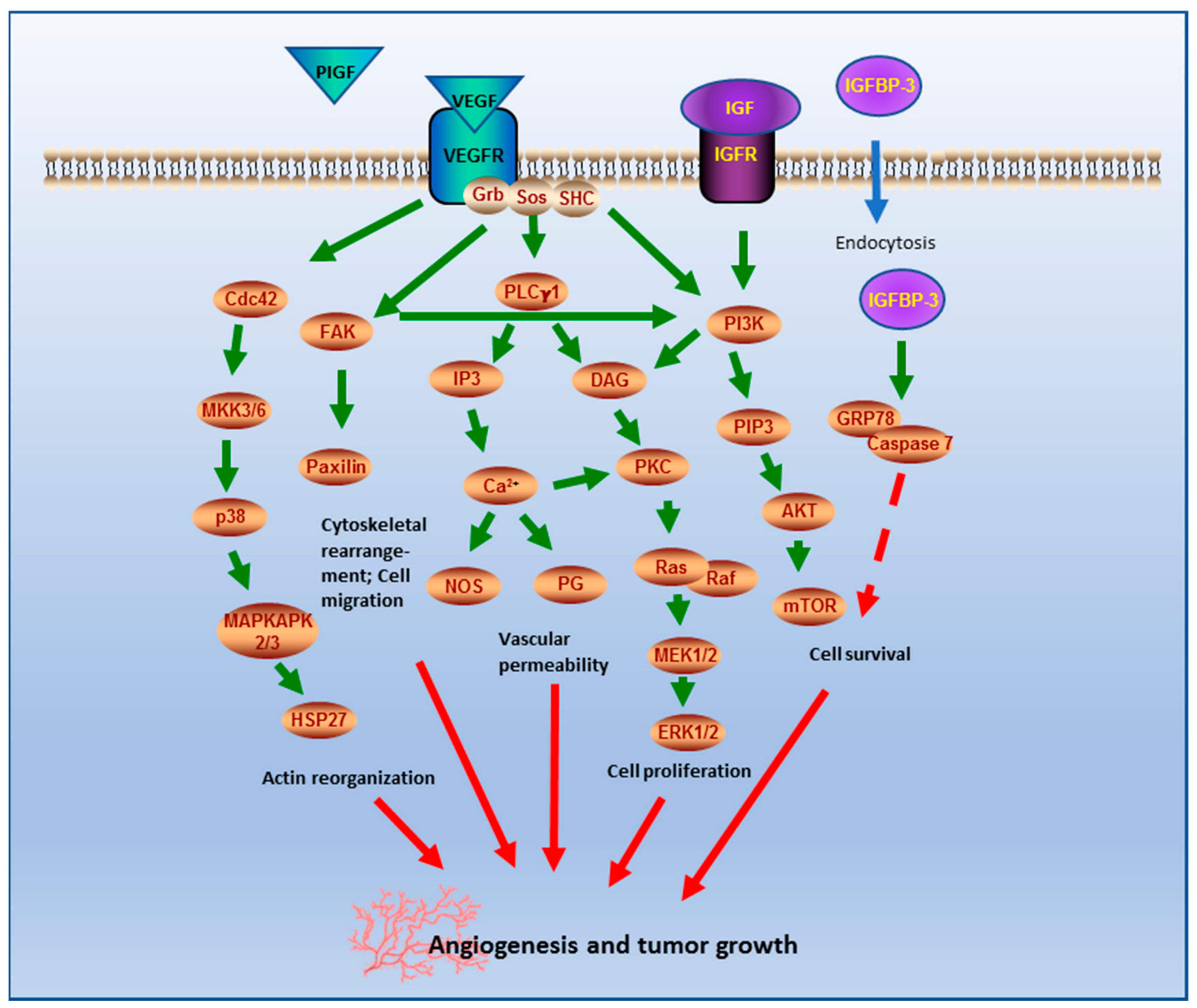 Cancers 12 03075 g005 Cancers 12 03075 g005