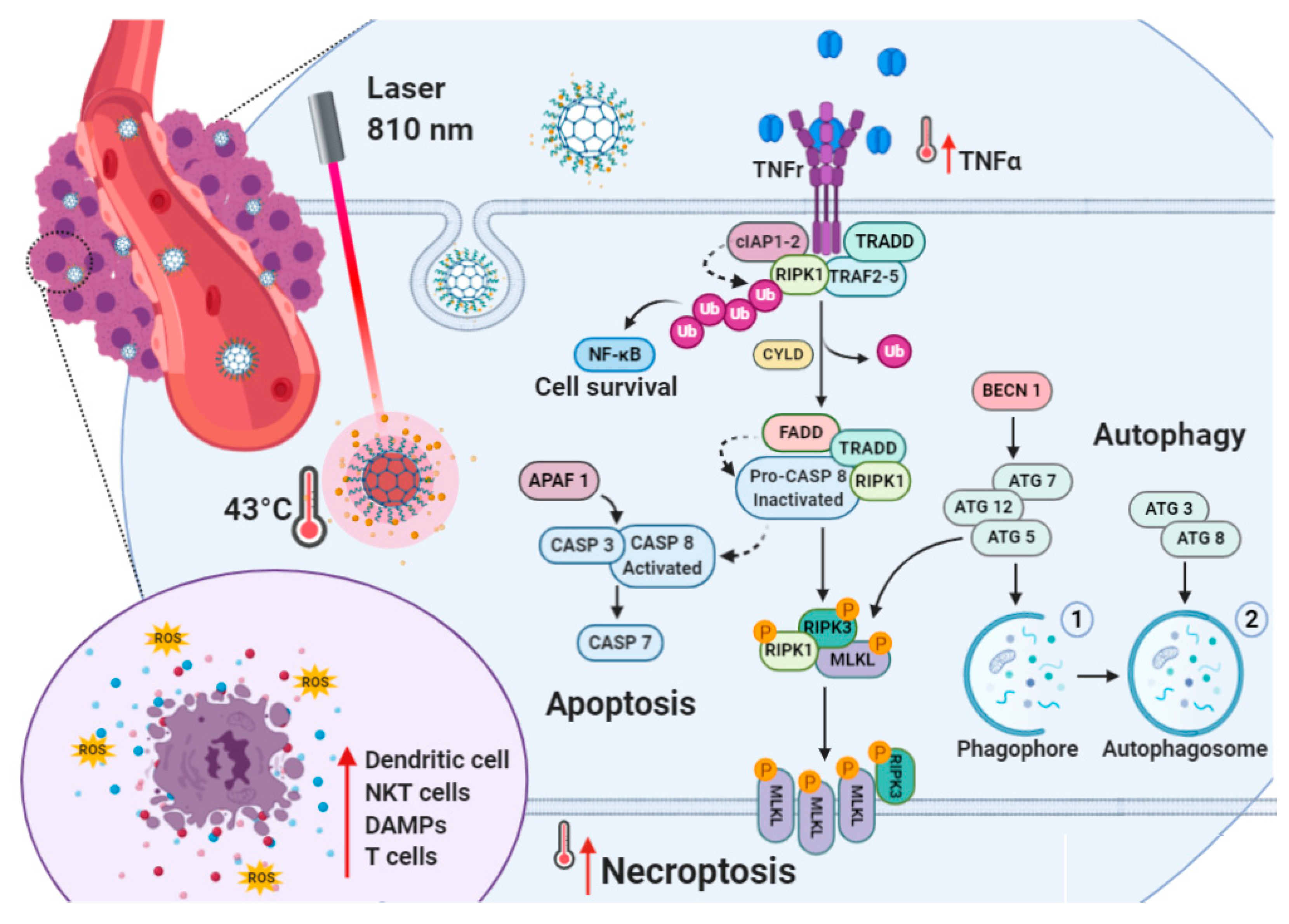 Cancers | Free Full-Text | Carbon Nanodots for On Demand ...