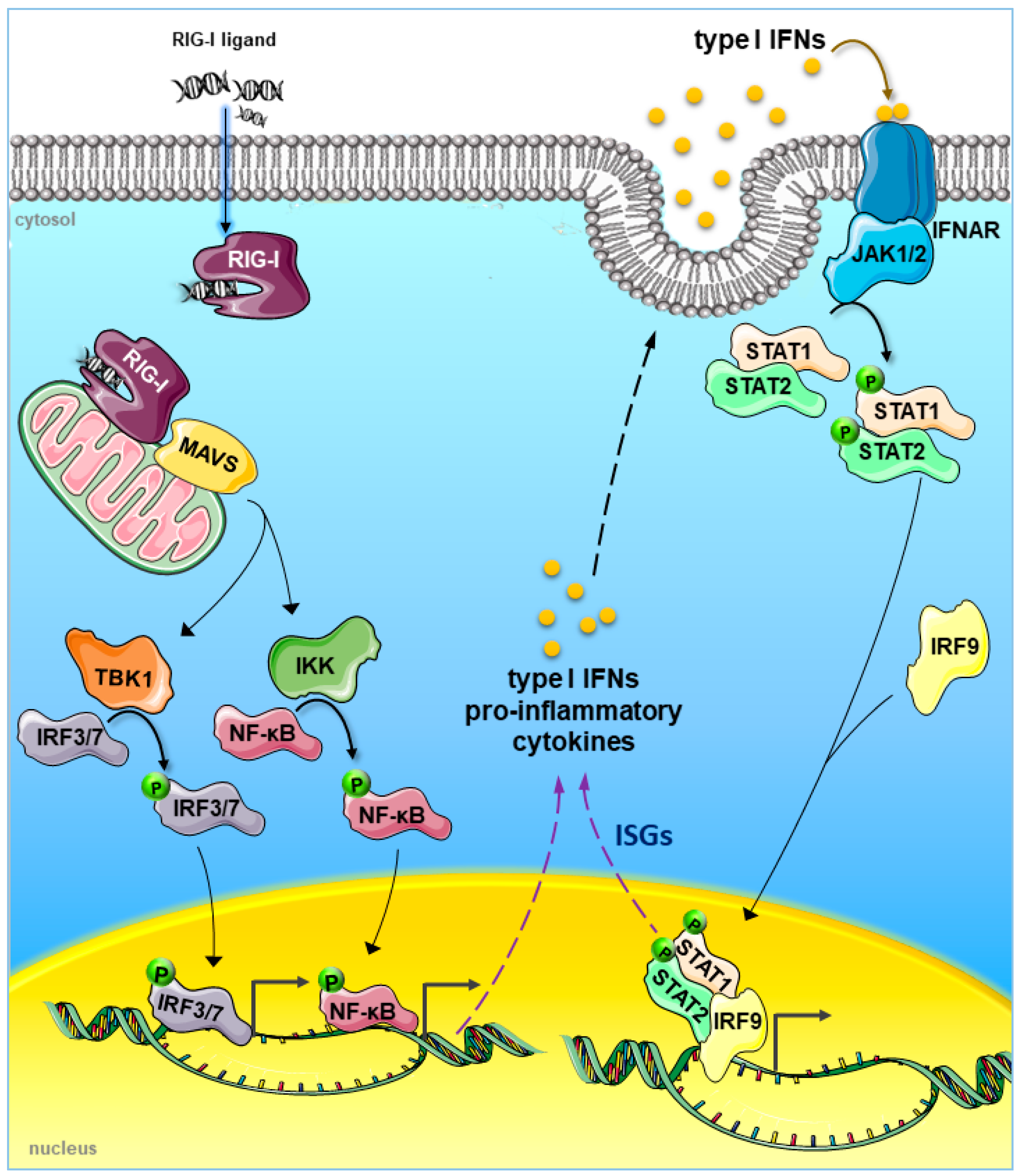 Cancers | Free Full-Text | The Innate Immune Signalling Pathways: Turning  RIG-I Sensor Activation against Cancer