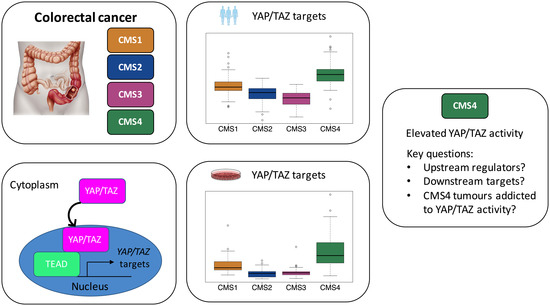 Cancers Free Full Text Yap Taz Signalling In Colorectal Cancer Lessons From Consensus Molecular Subtypes Html