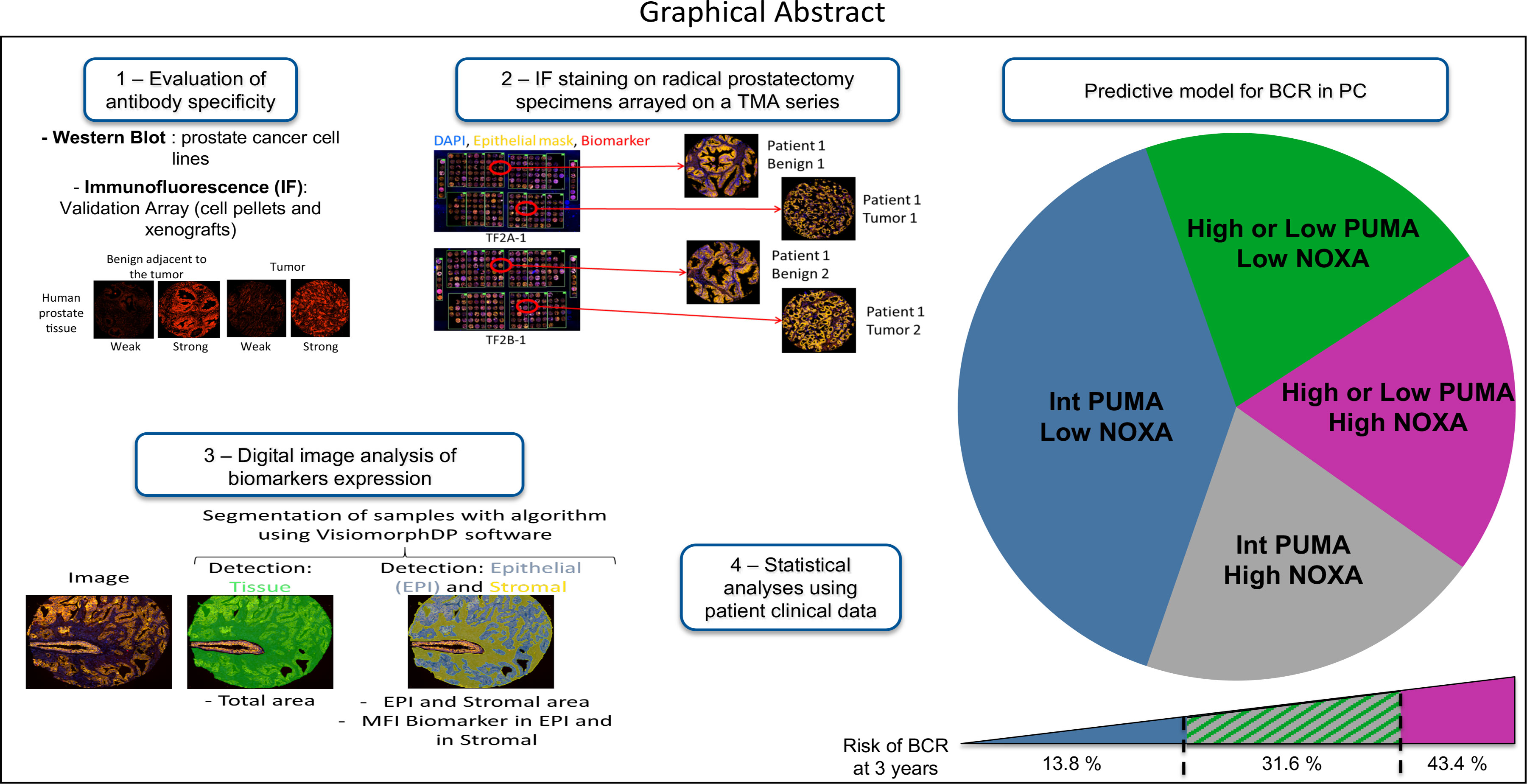 Cancers | Free Full-Text | PUMA and NOXA Expression in Tumor-Associated  Benign Prostatic Epithelial Cells Are Predictive of Prostate Cancer  Biochemical Recurrence | HTML