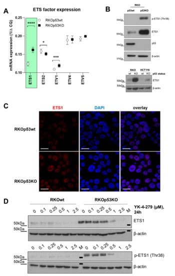 Cancers Free Full Text P53 Loss Mediates Hypersensitivity To Ets Transcription Factor Inhibition Based On Parylation Mediated Cell Death Induction Html