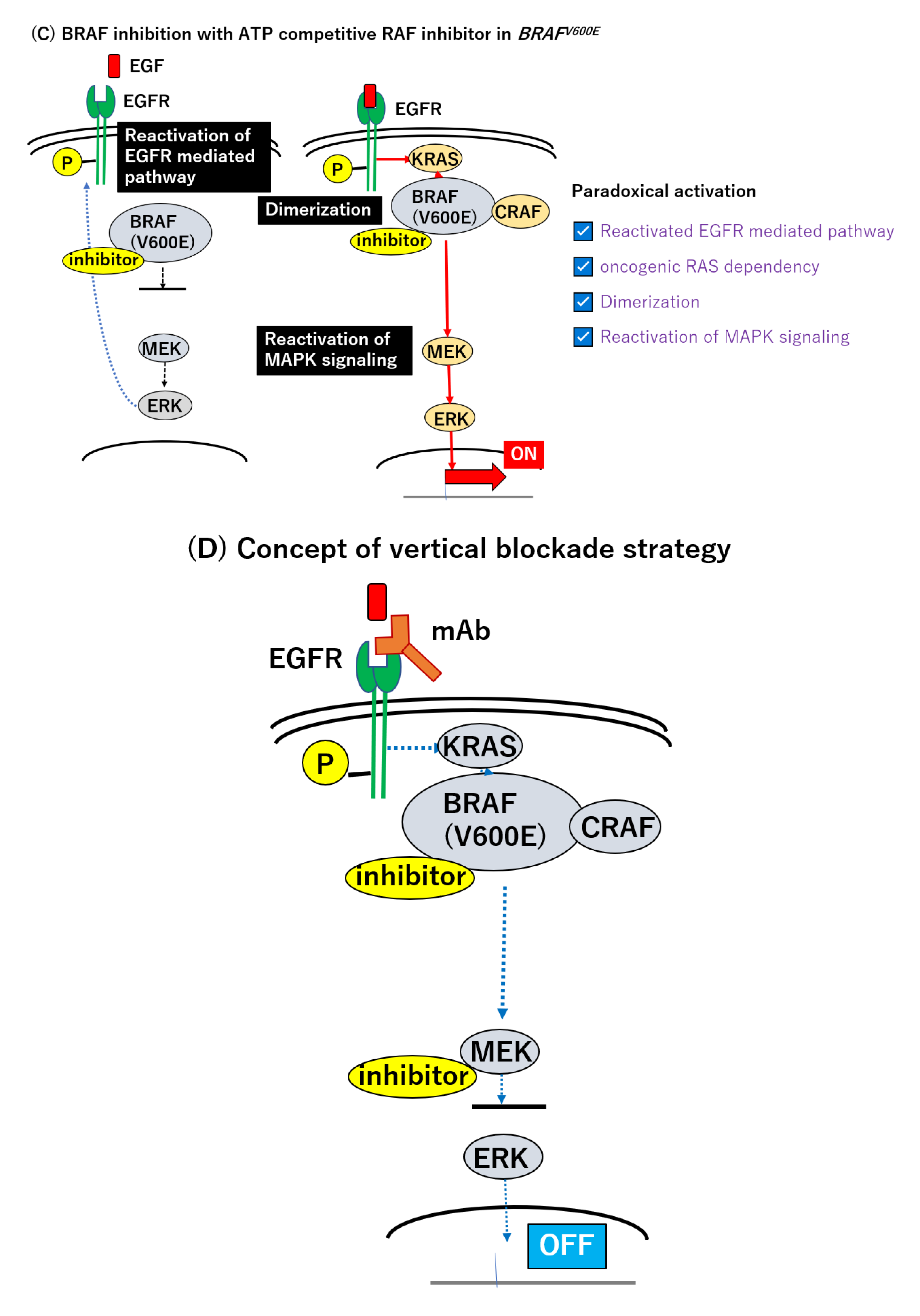 HSPA8 Activates Wnt/β‐Catenin Signaling to Facilitate BRAF V600E Colorectal  Cancer Progression by CMA‐Mediated CAV1 Degradation - Li - Advanced Science  - Wiley Online Library