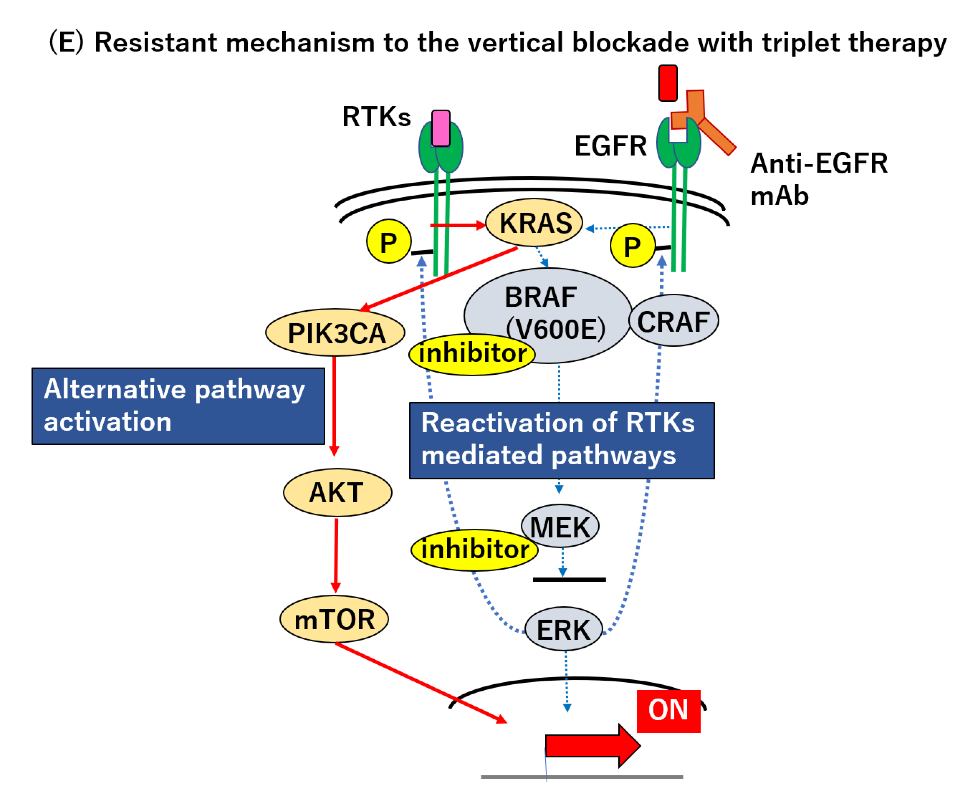 HSPA8 Activates Wnt/β‐Catenin Signaling to Facilitate BRAF V600E Colorectal  Cancer Progression by CMA‐Mediated CAV1 Degradation - Li - Advanced Science  - Wiley Online Library