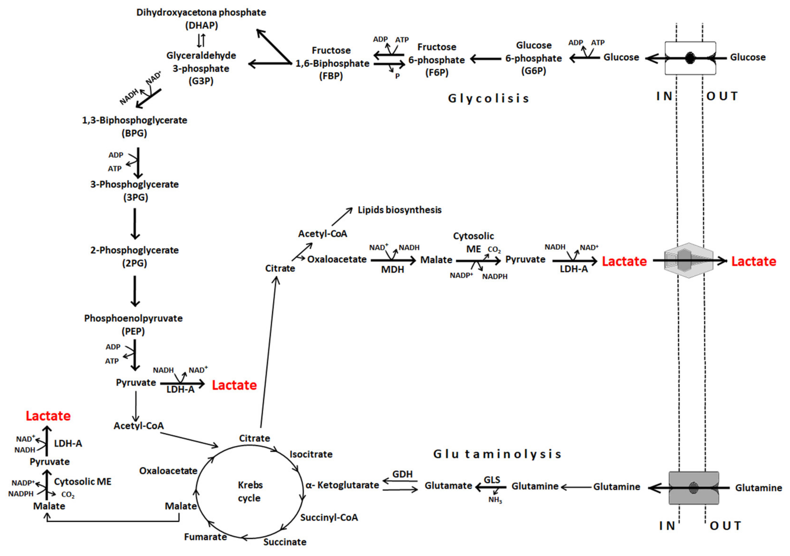 Cancers Free Full Text Lactate In The Tumor Microenvironment An Essential Molecule In Cancer Progression And Treatment Html