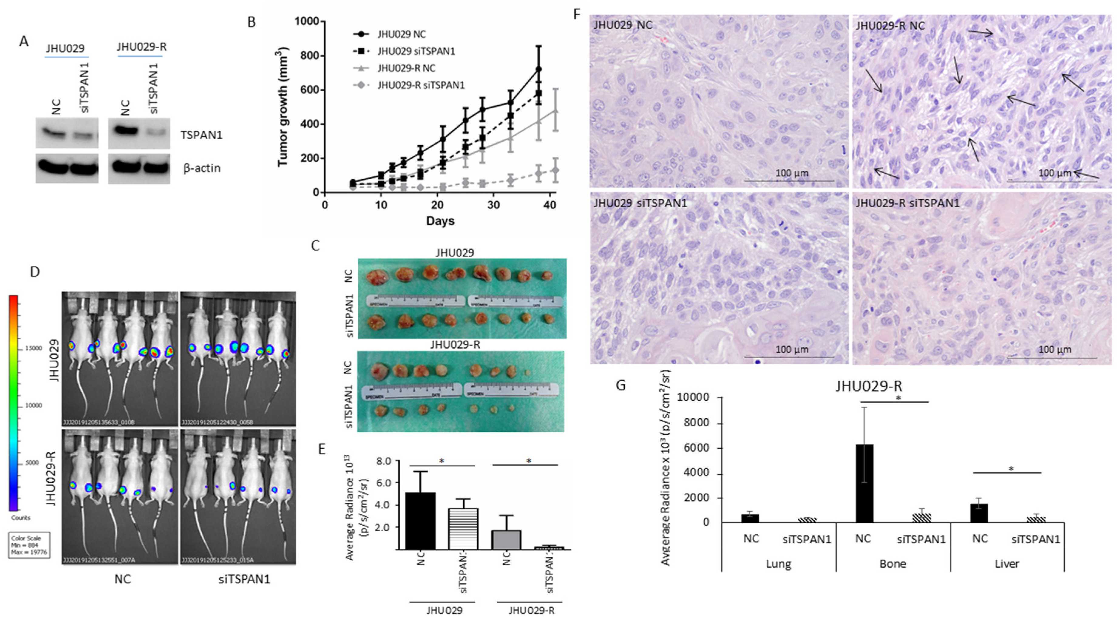 Cancers 12 03269 g005