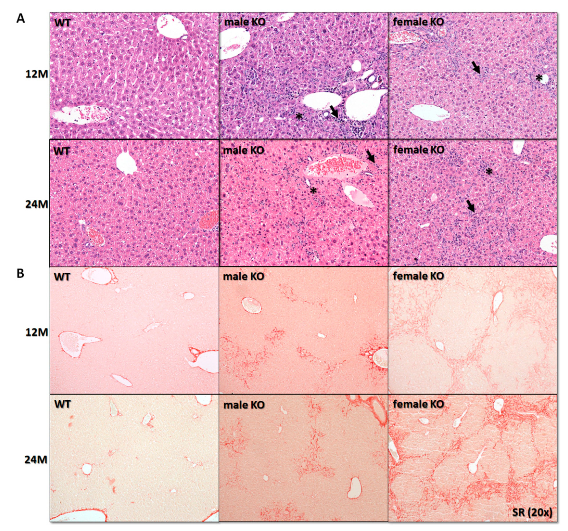 Cancers 12 03302 g001 Cancers 12 03302 g001