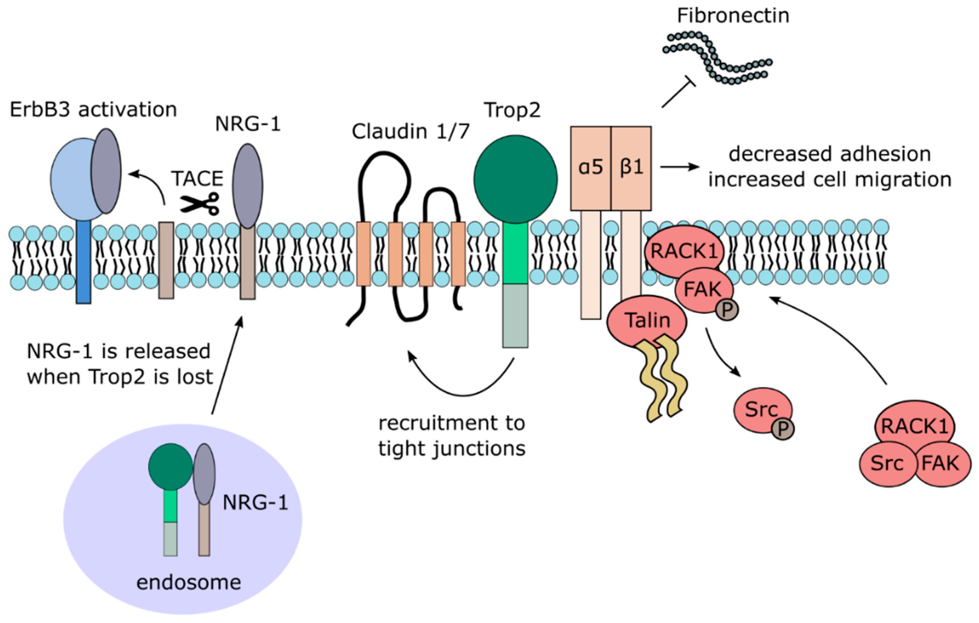 Cancers 12 03328 g002