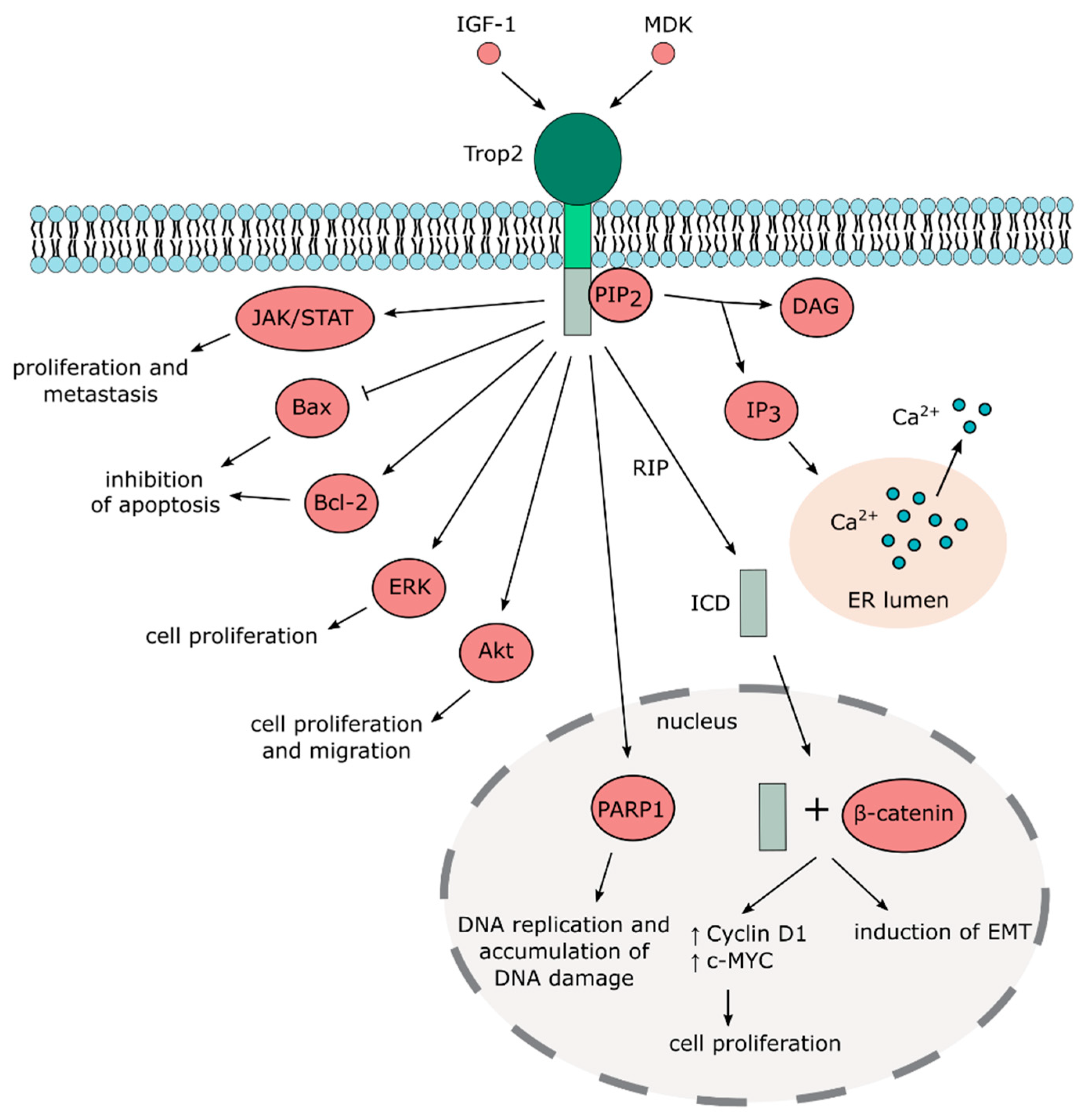 Cancers 12 03328 g003