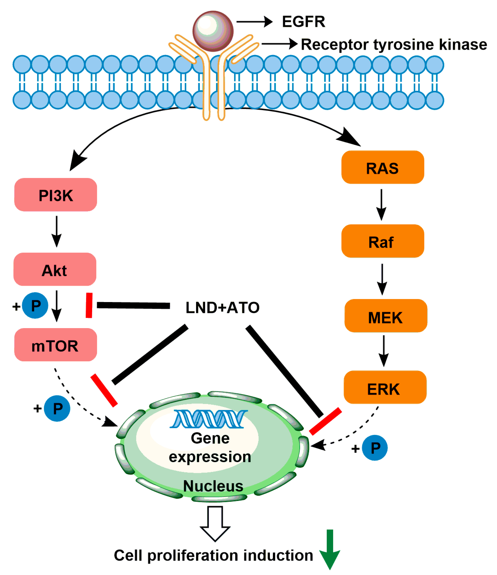 Cancers 12 03332 g005 Cancers 12 03332 g005