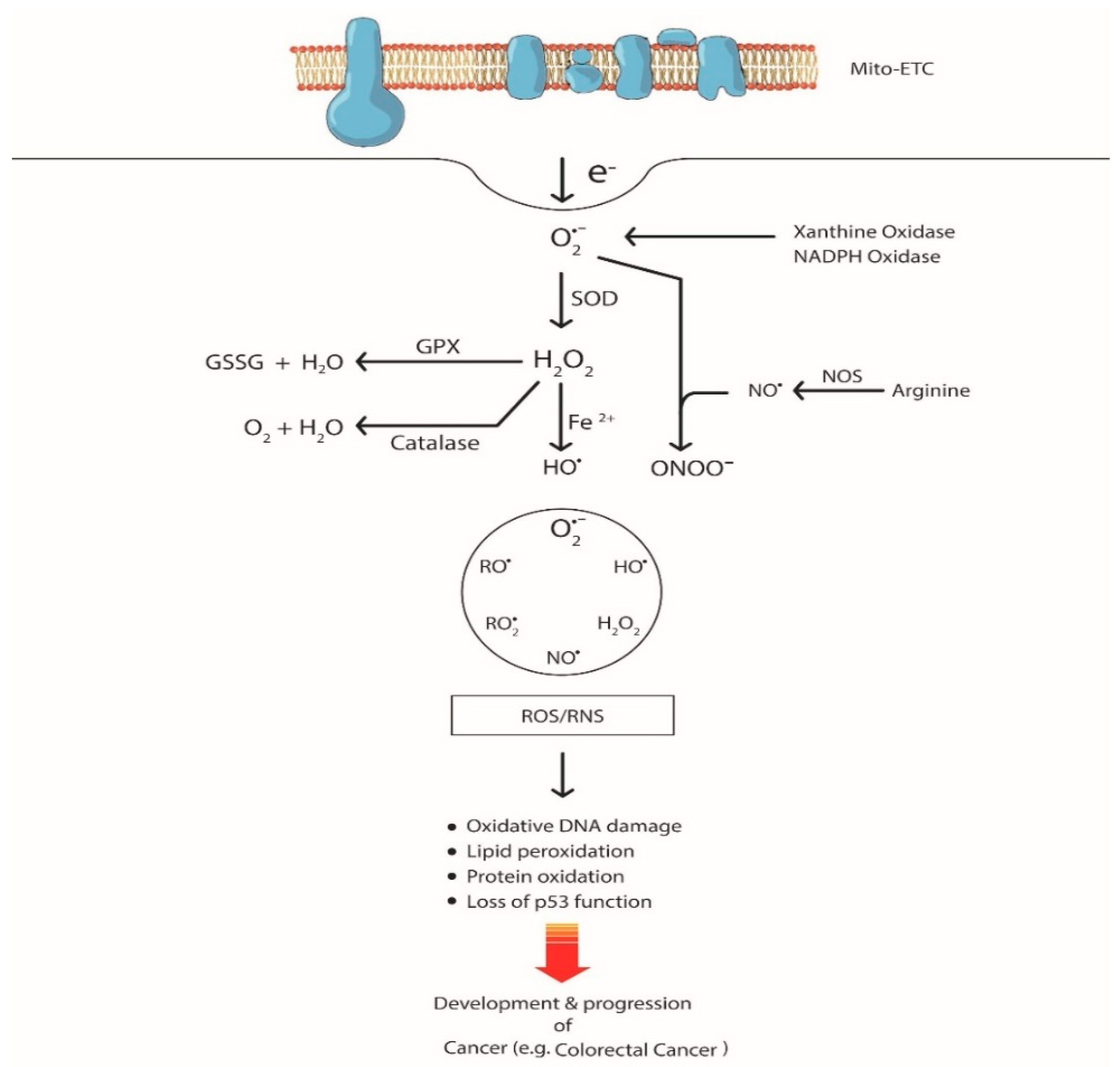 Cancers | Free Full-Text | The Role of Oxidative Stress and Its 