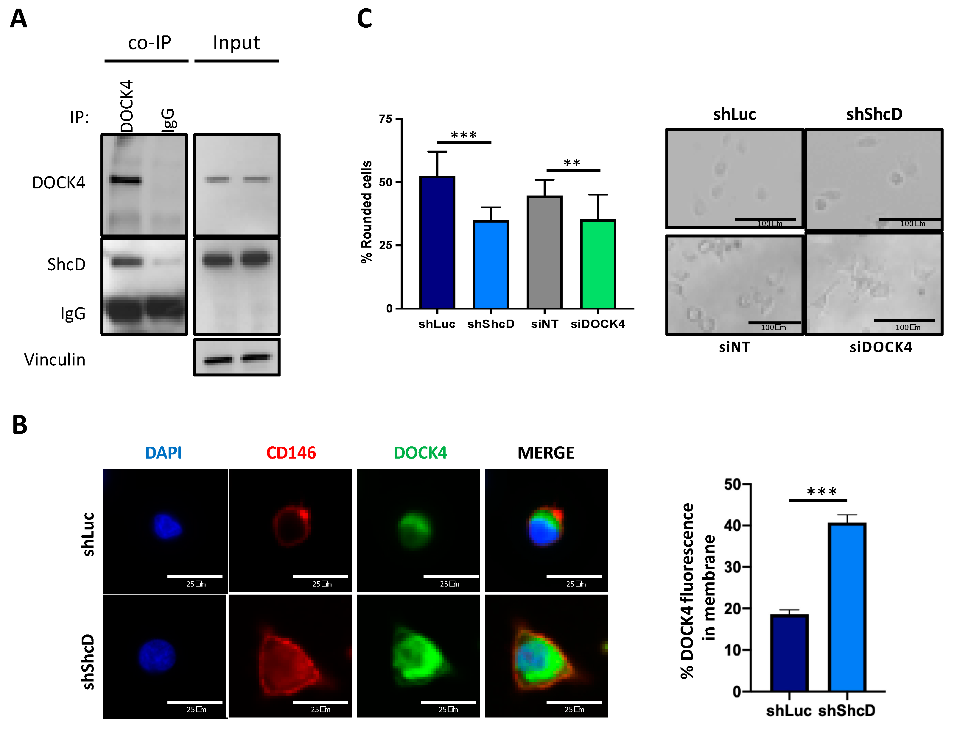 Cancers 12 03366 g006 Cancers 12 03366 g006
