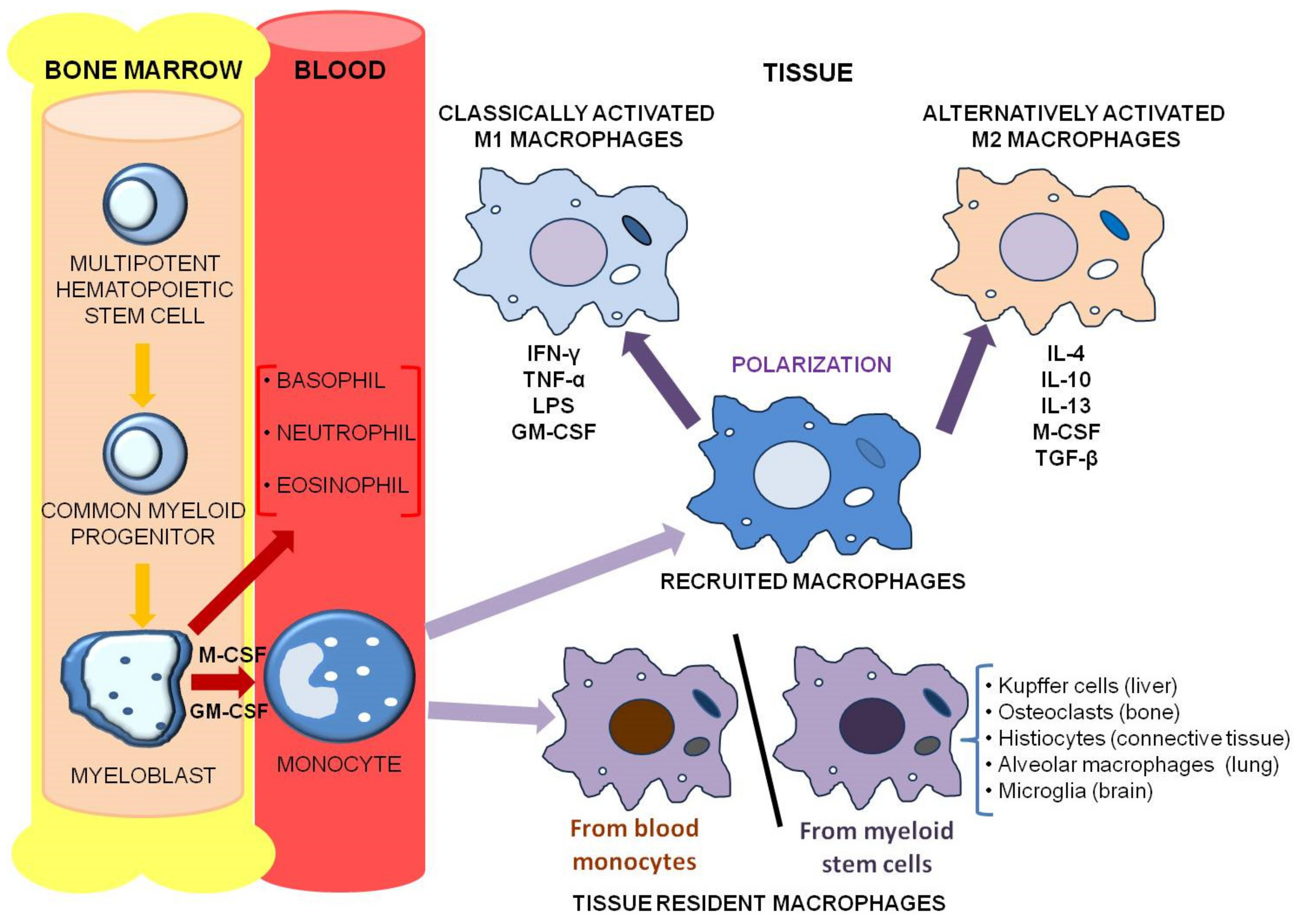 Cancers 12 03401 g001