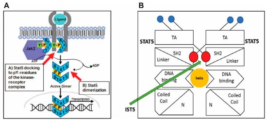 Cancers Free Full Text Prospects For Clinical Development Of Stat5 Inhibitor Ist5 002 High Transcriptomic Specificity In Prostate Cancer And Low Toxicity In Vivo Html