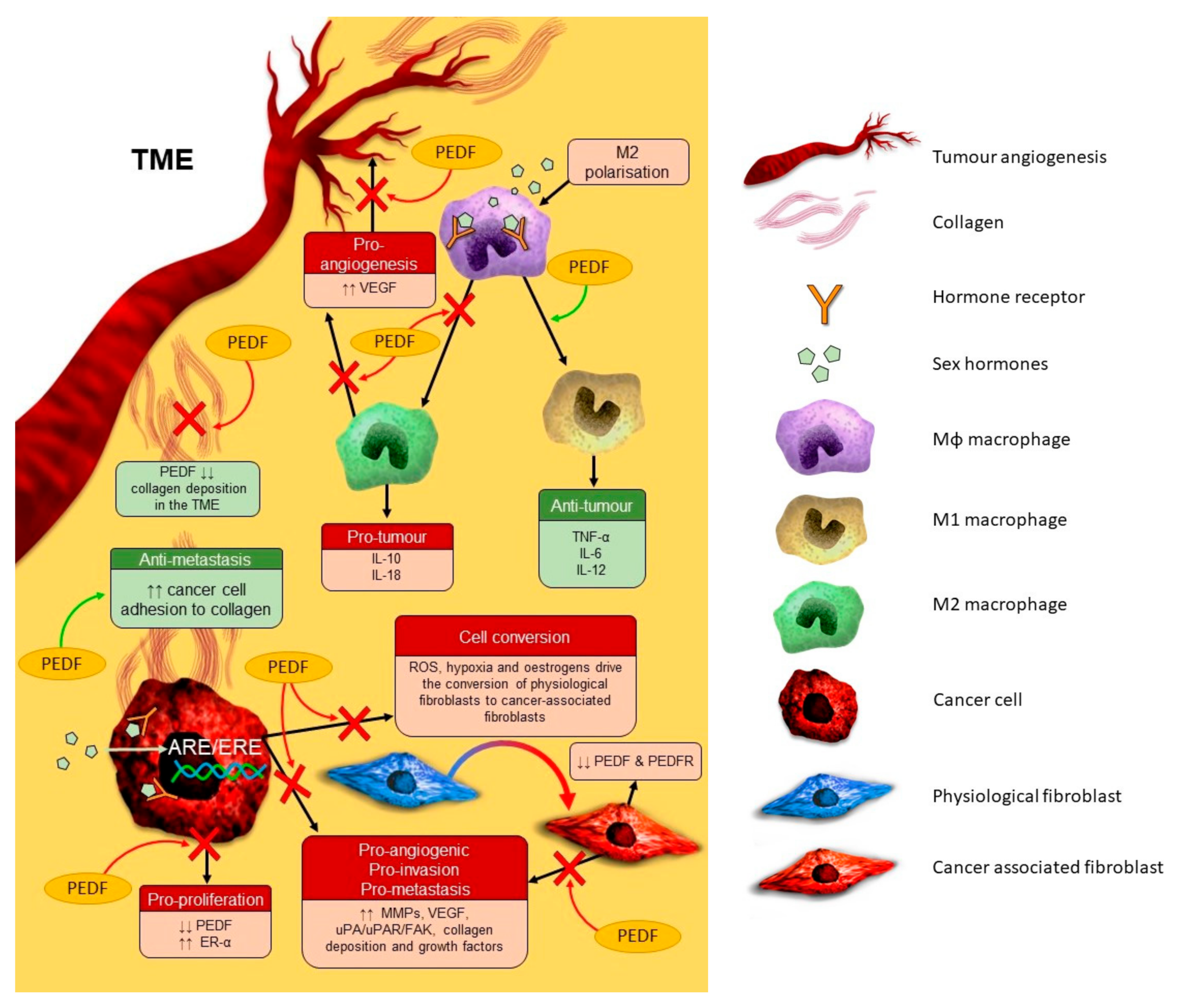 Cancers 12 03483 g001 Cancers 12 03483 g001