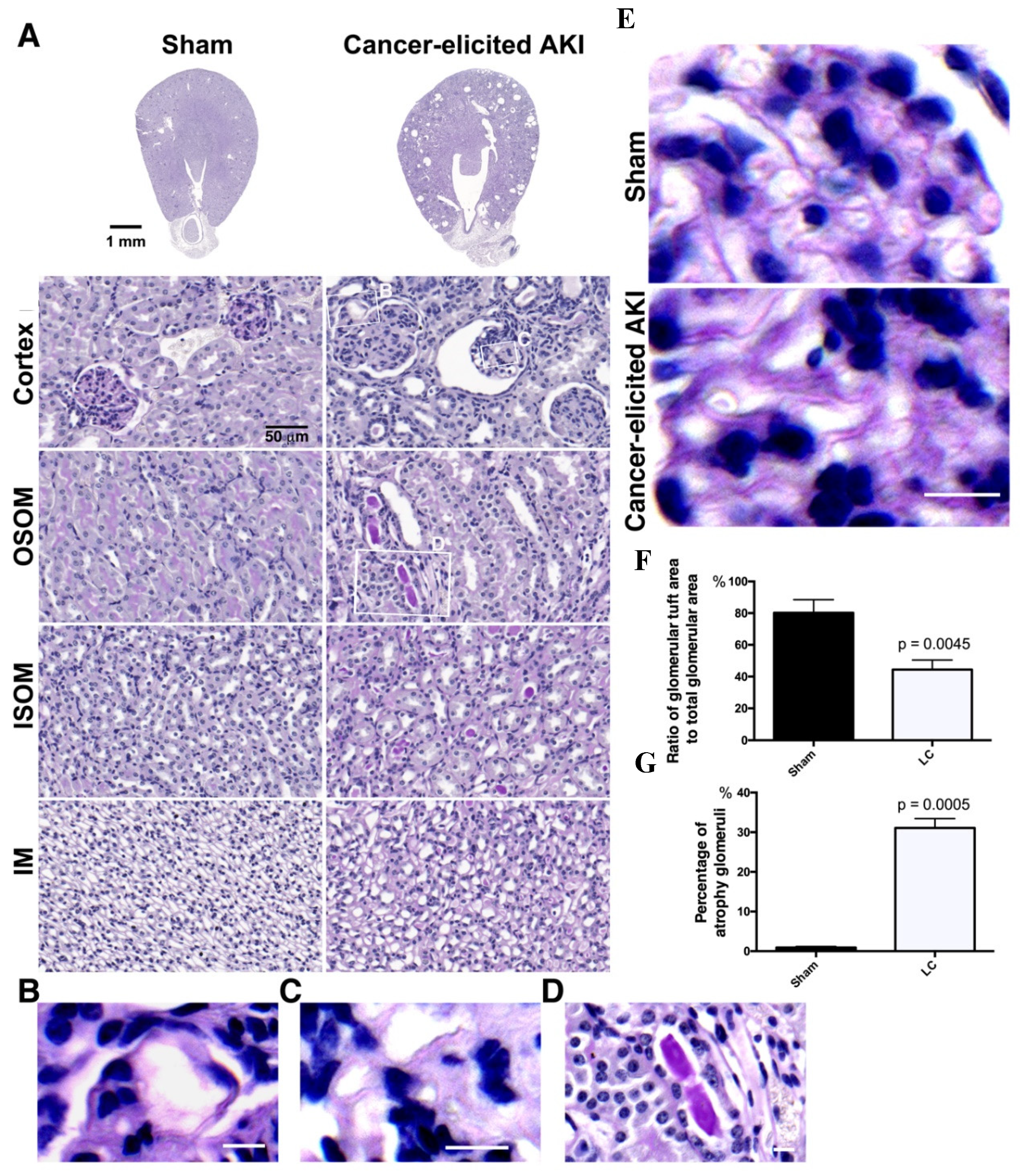 Cancers 12 03561 g002