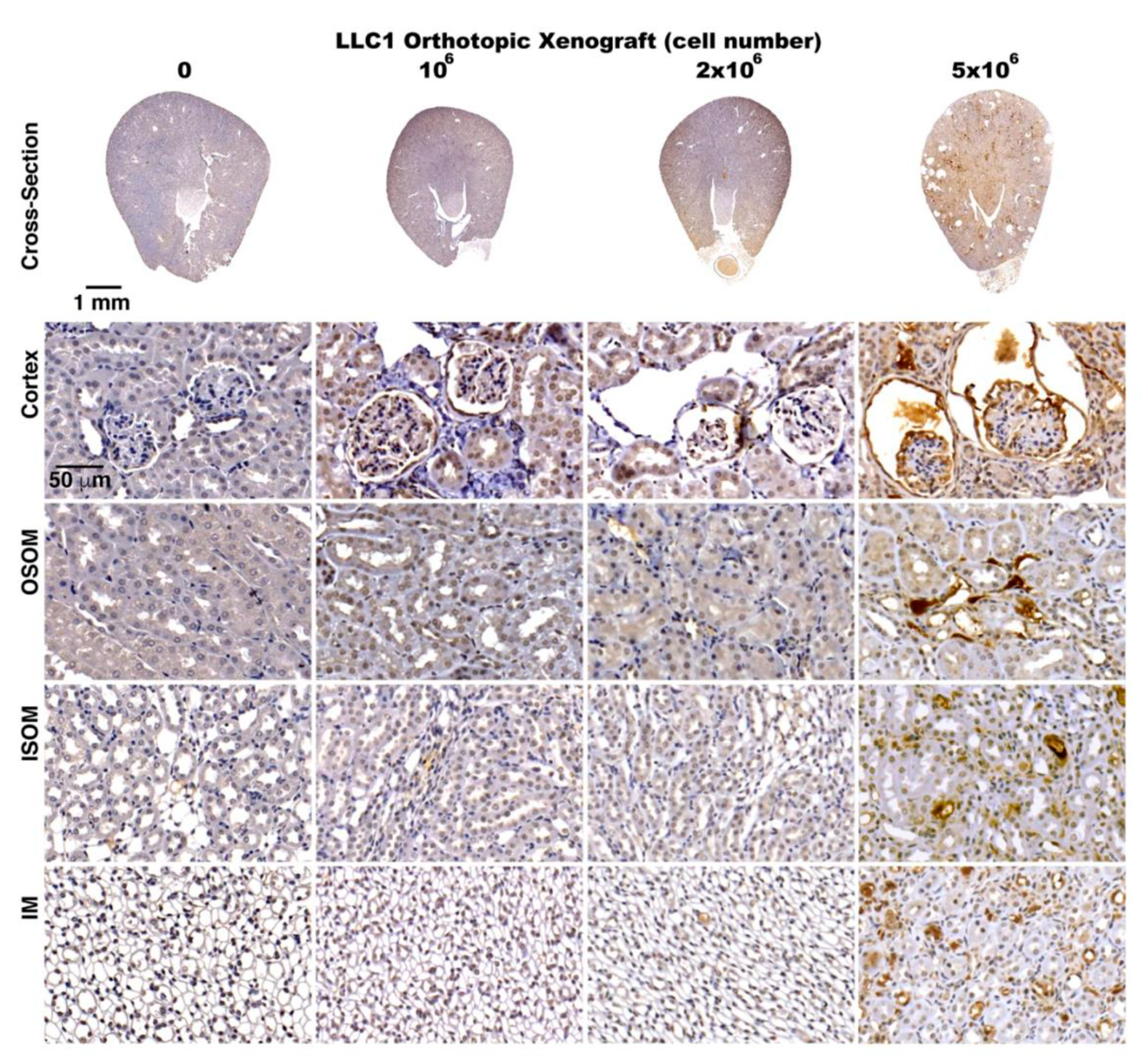 Cancers 12 03561 g006