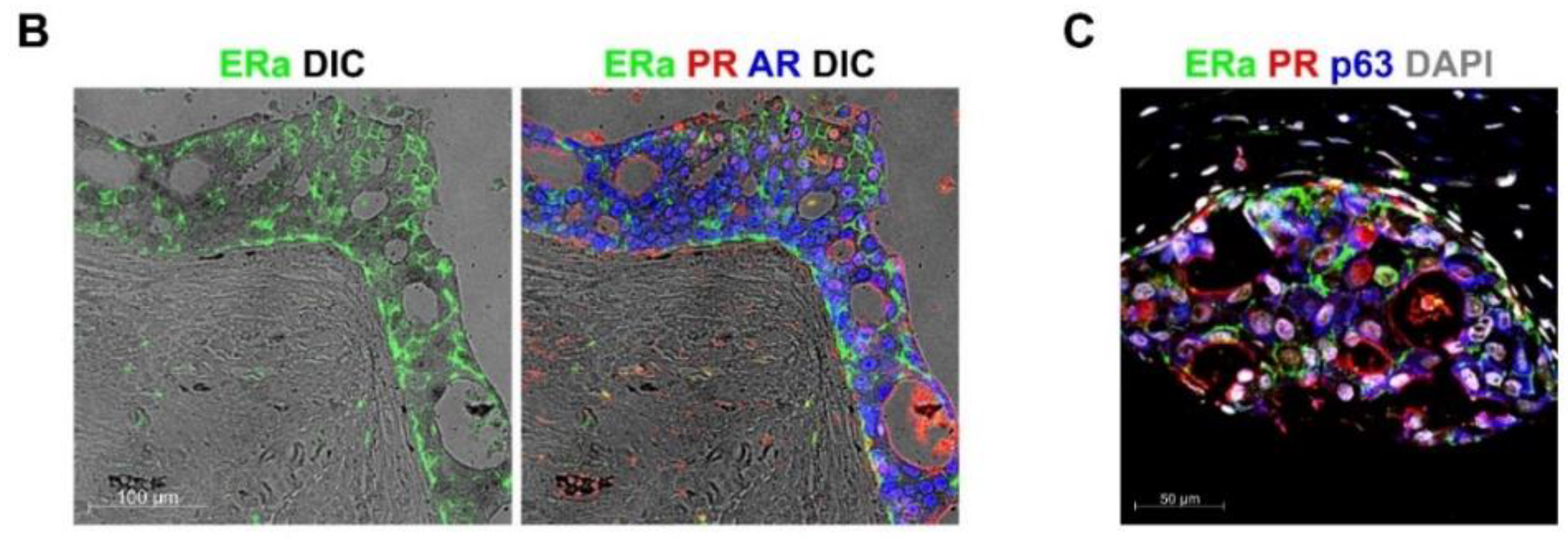 Cancers 12 03591 g004b