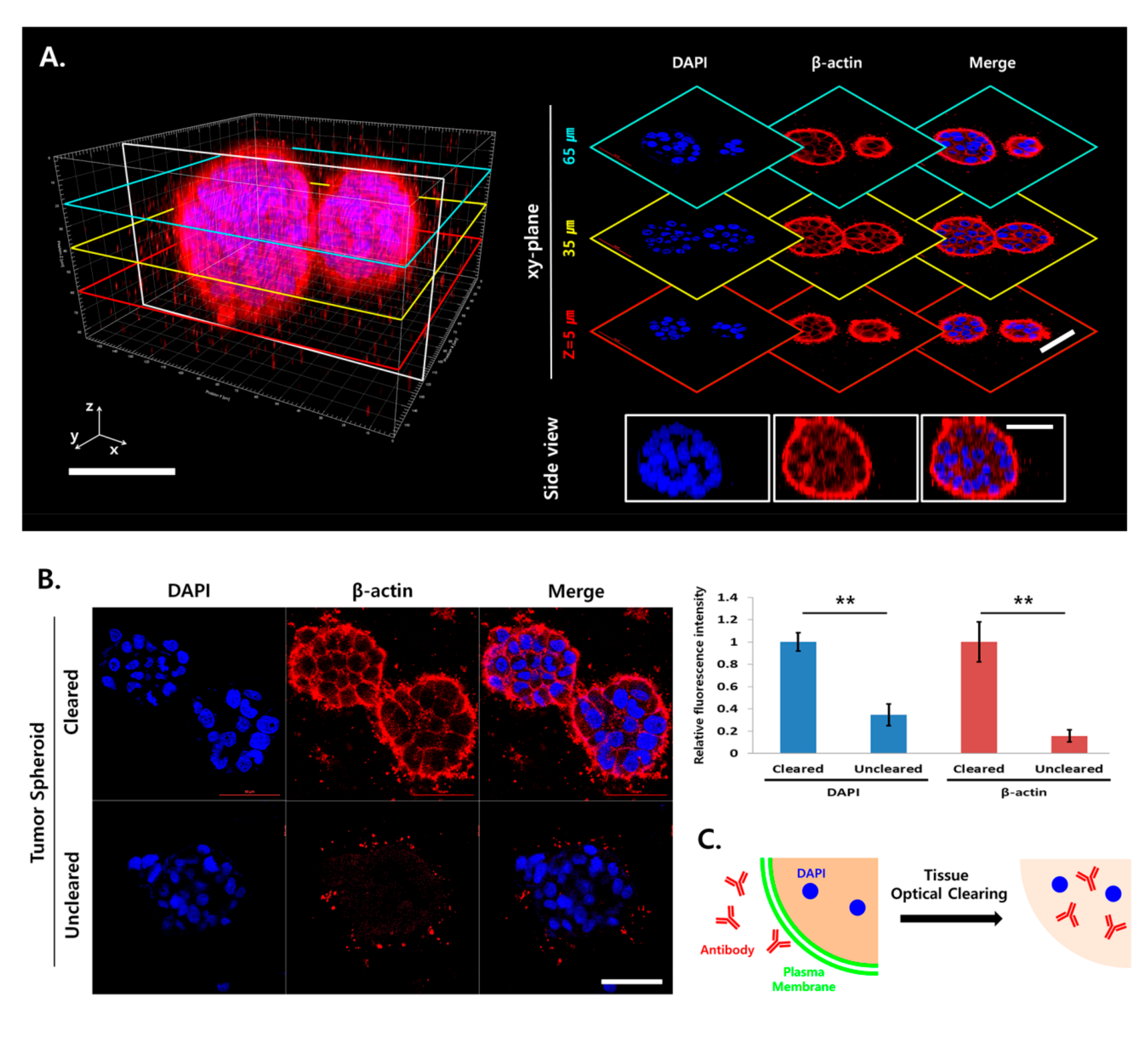 Cancers 12 03662 g003