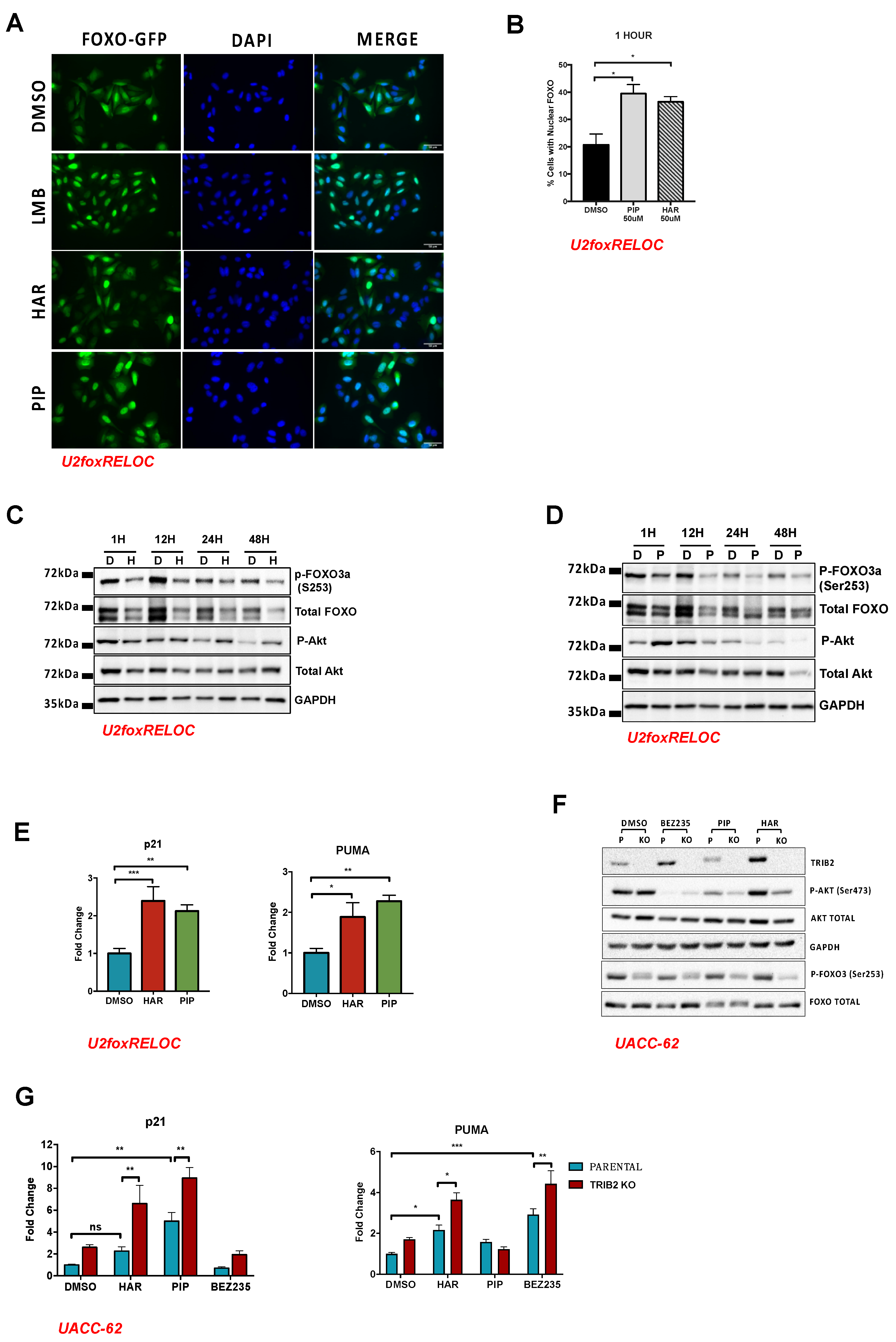 Cancers 12 03689 g003