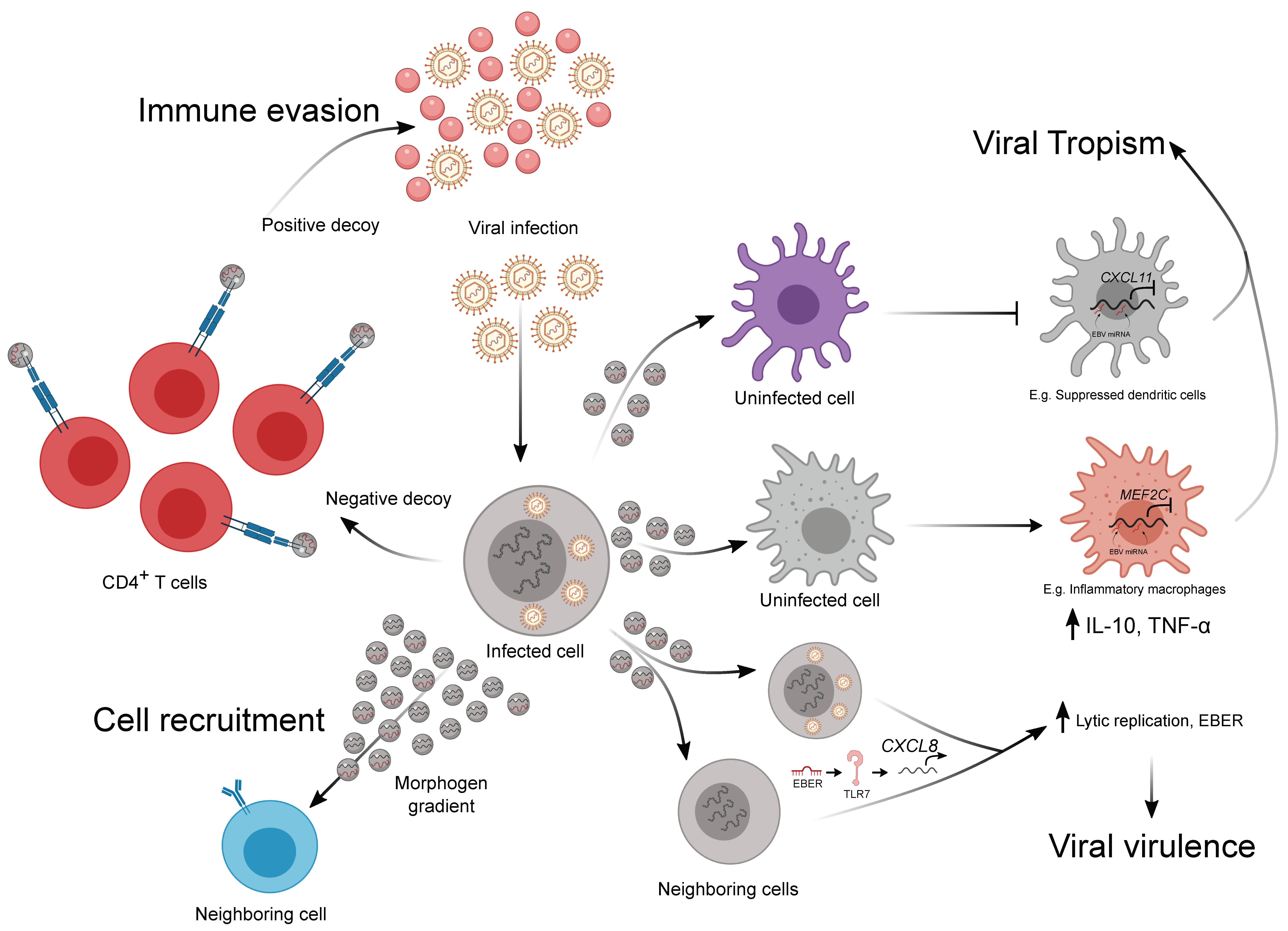 Cancers | Free Full-Text | Extracellular Vesicles Orchestrate Immune ...