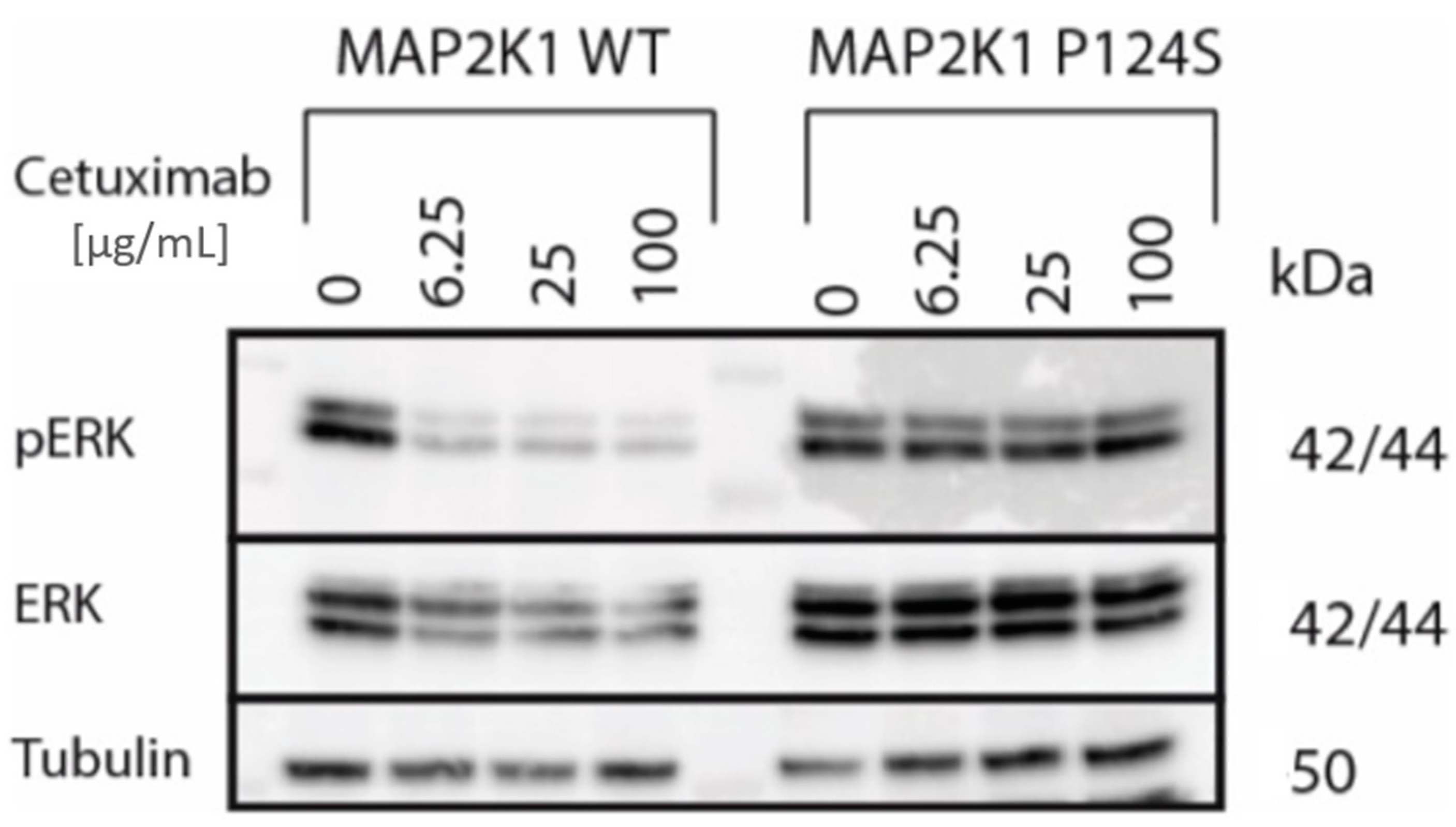 Cancers 12 03736 g002