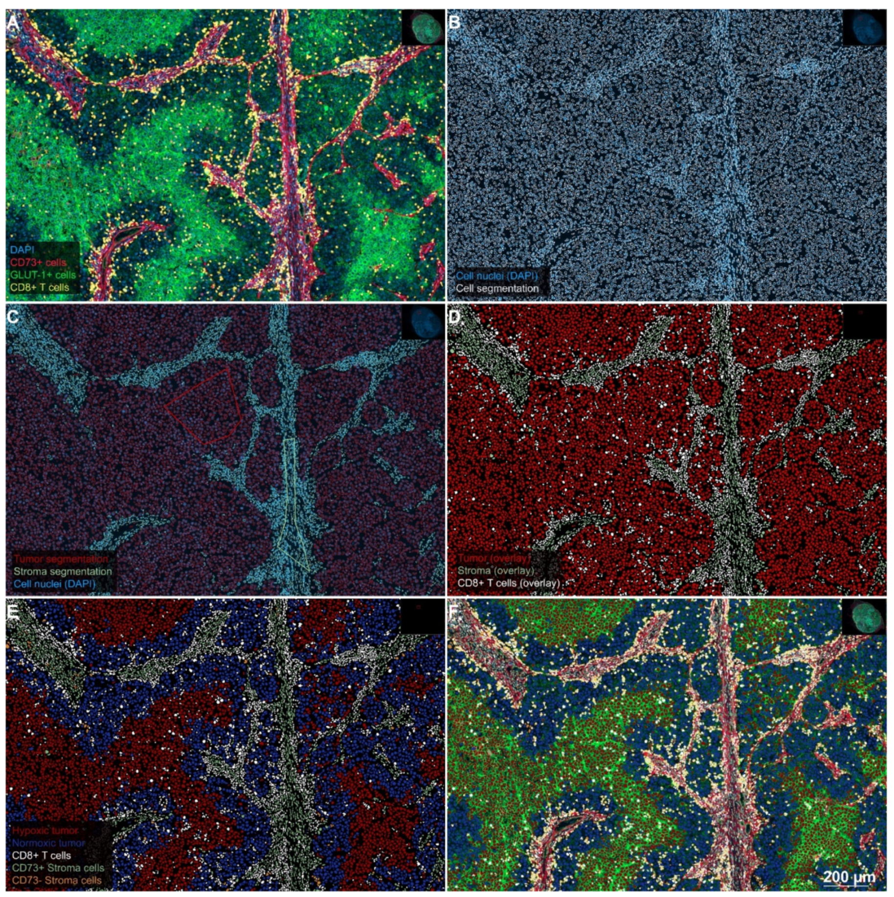 Cancers 12 03753 g004