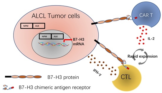 Cancers Free Full Text B7 H3 Chimeric Antigen Receptor Redirected T