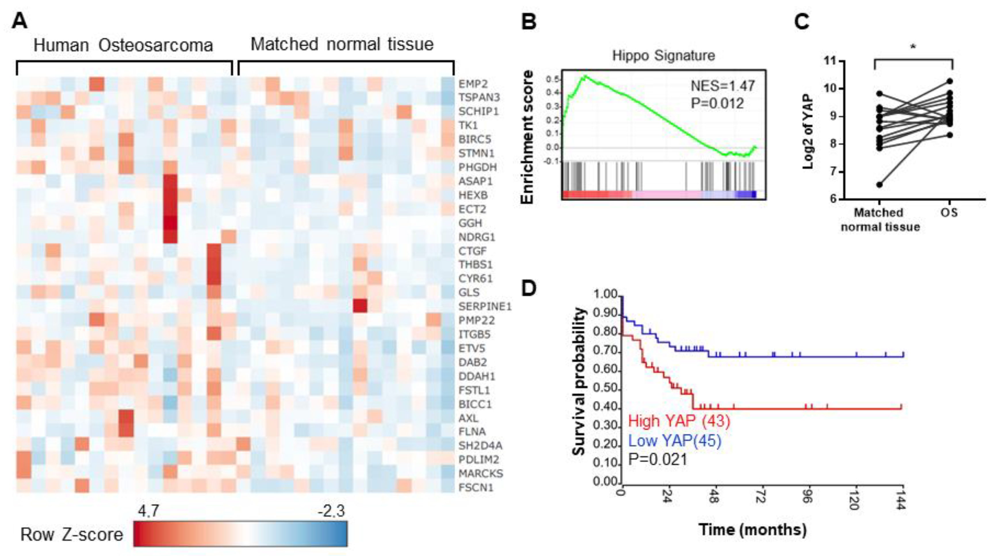 Cancers Free Full Text The Yap Tead Axis As A New Therapeutic Target In Osteosarcoma Effect Of Verteporfin And Ca3 On Primary Tumor Growth Html