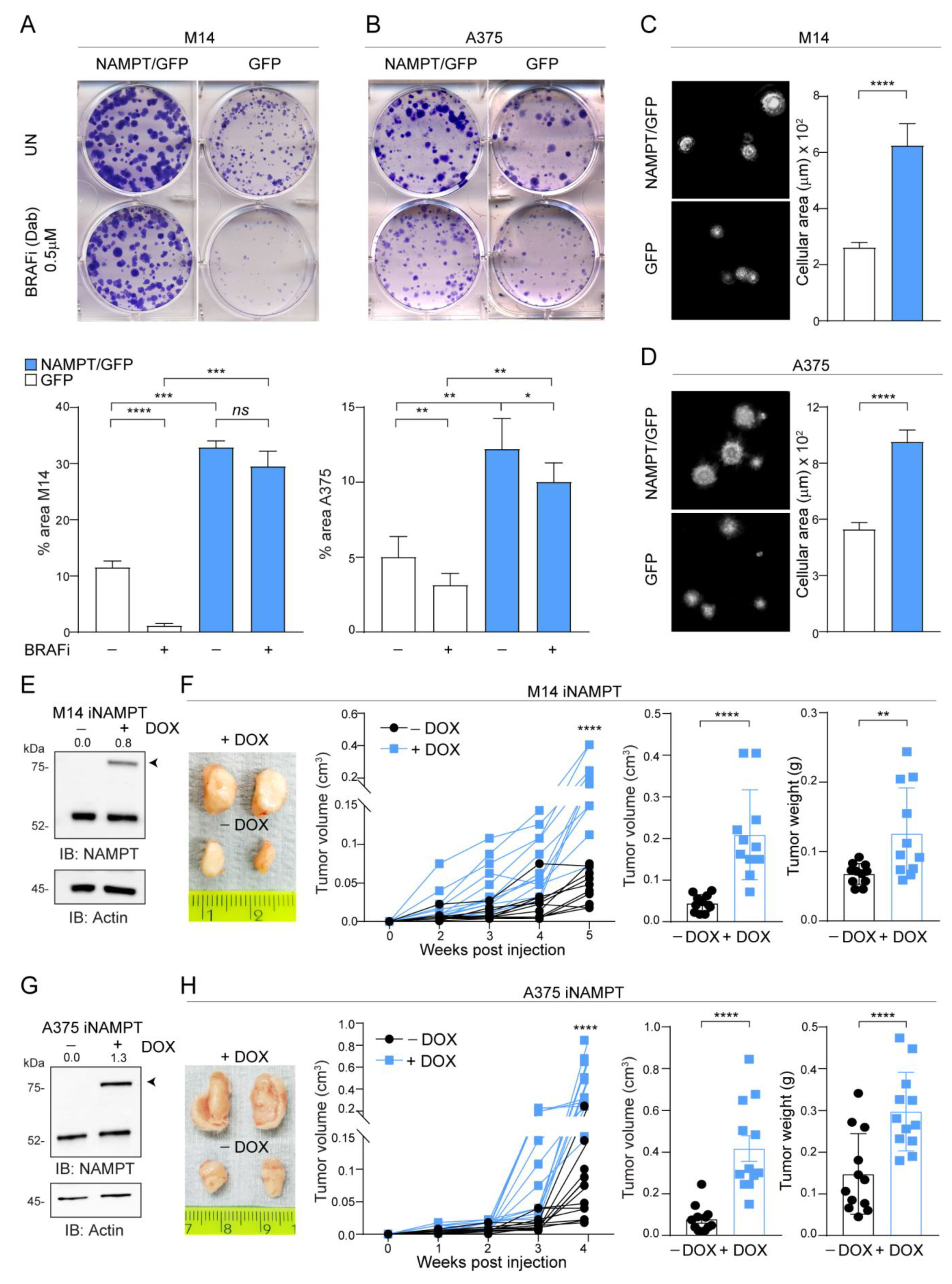 Cancers 12 03855 g002 Cancers 12 03855 g002