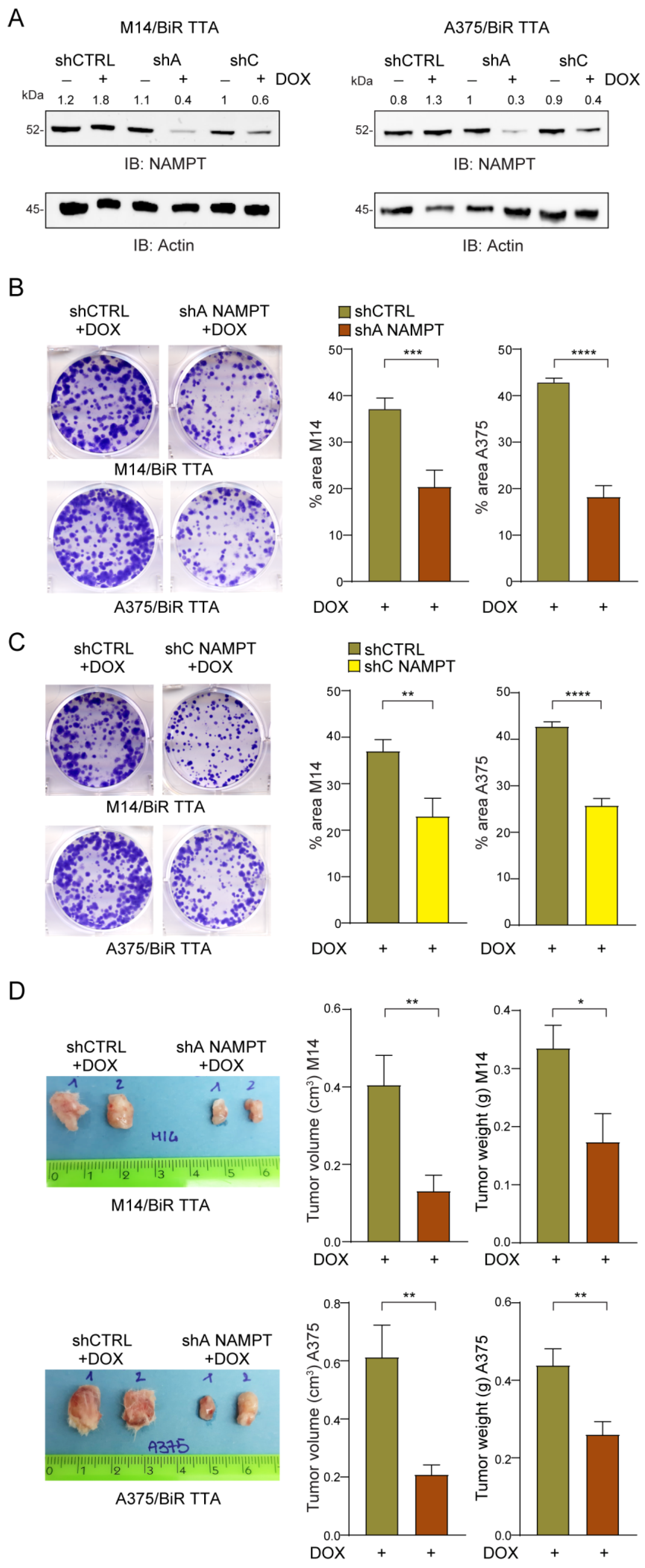 Cancers 12 03855 g006 Cancers 12 03855 g006