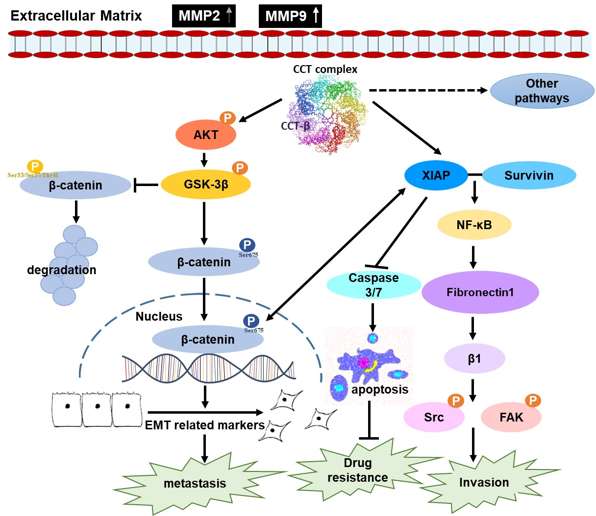 Cancers | Free Full-Text | Chaperonin-Containing TCP-1 Promotes Cancer