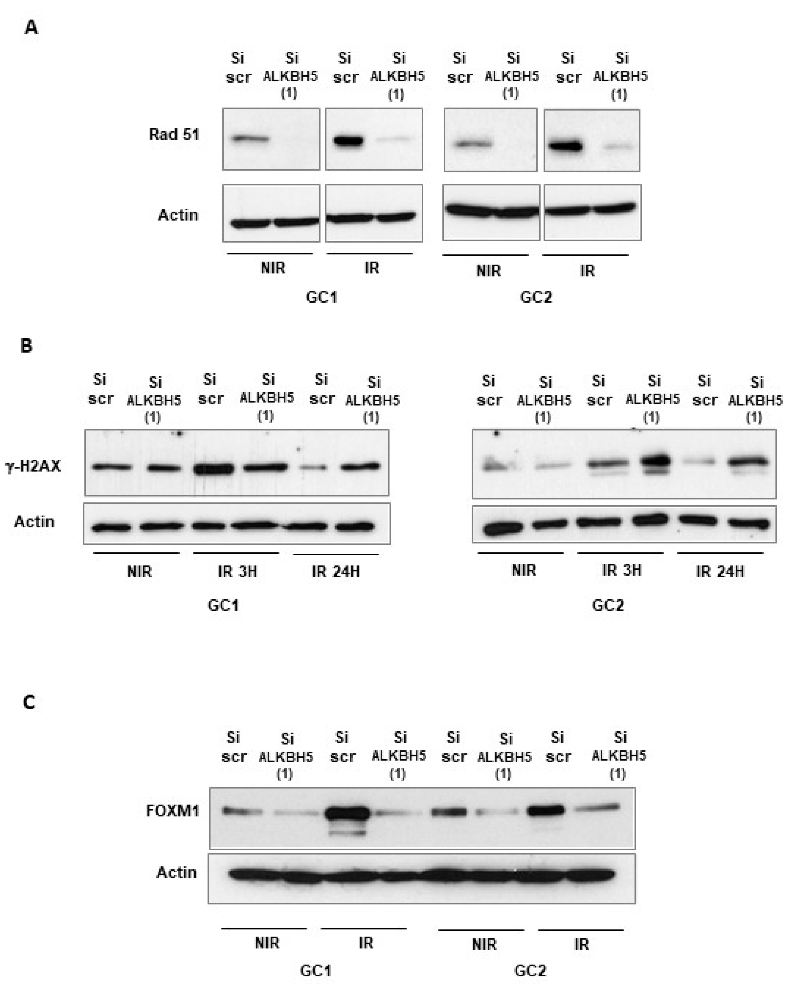 Cancers 13 00040 g004